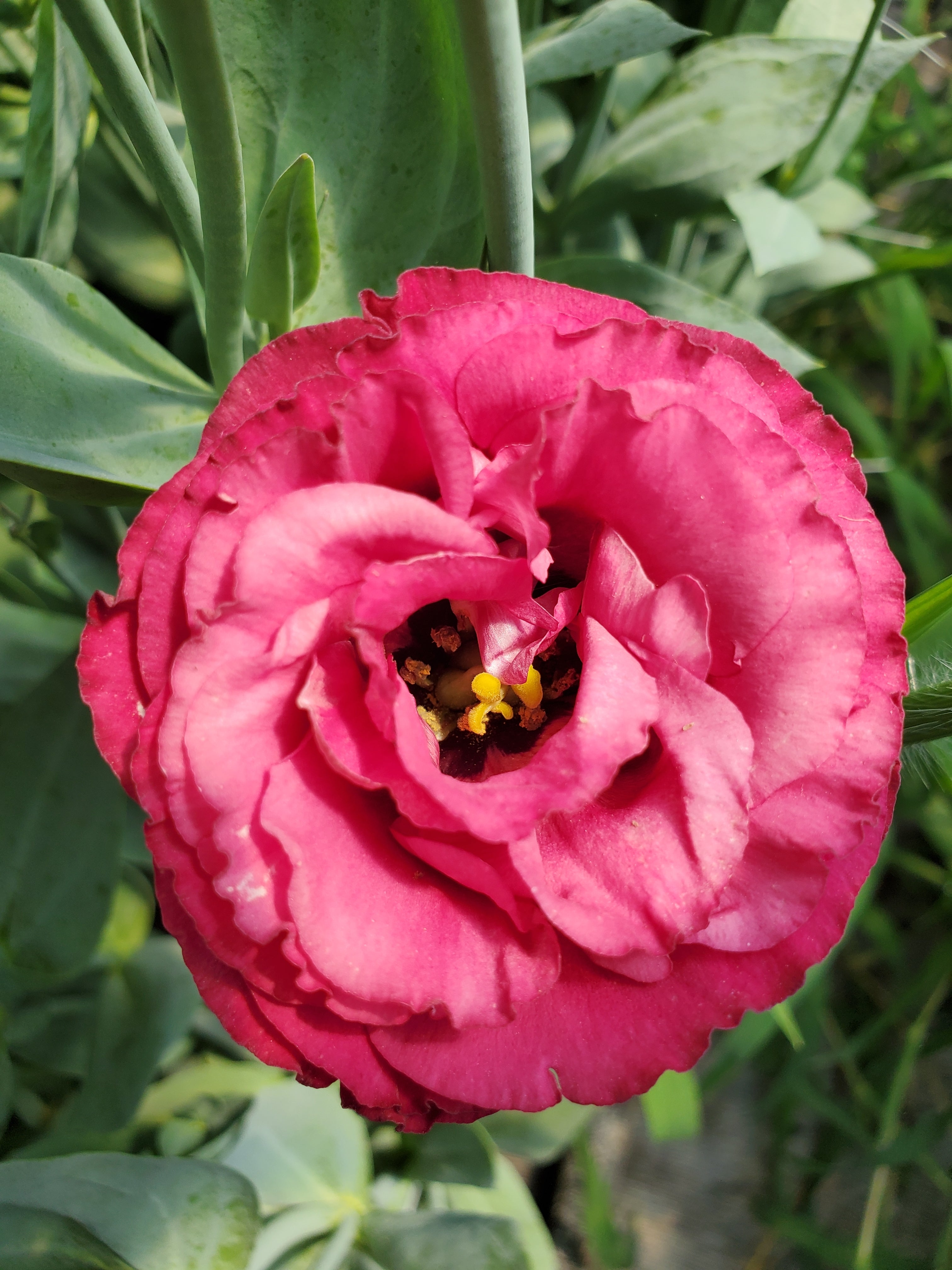 Lisianthus
