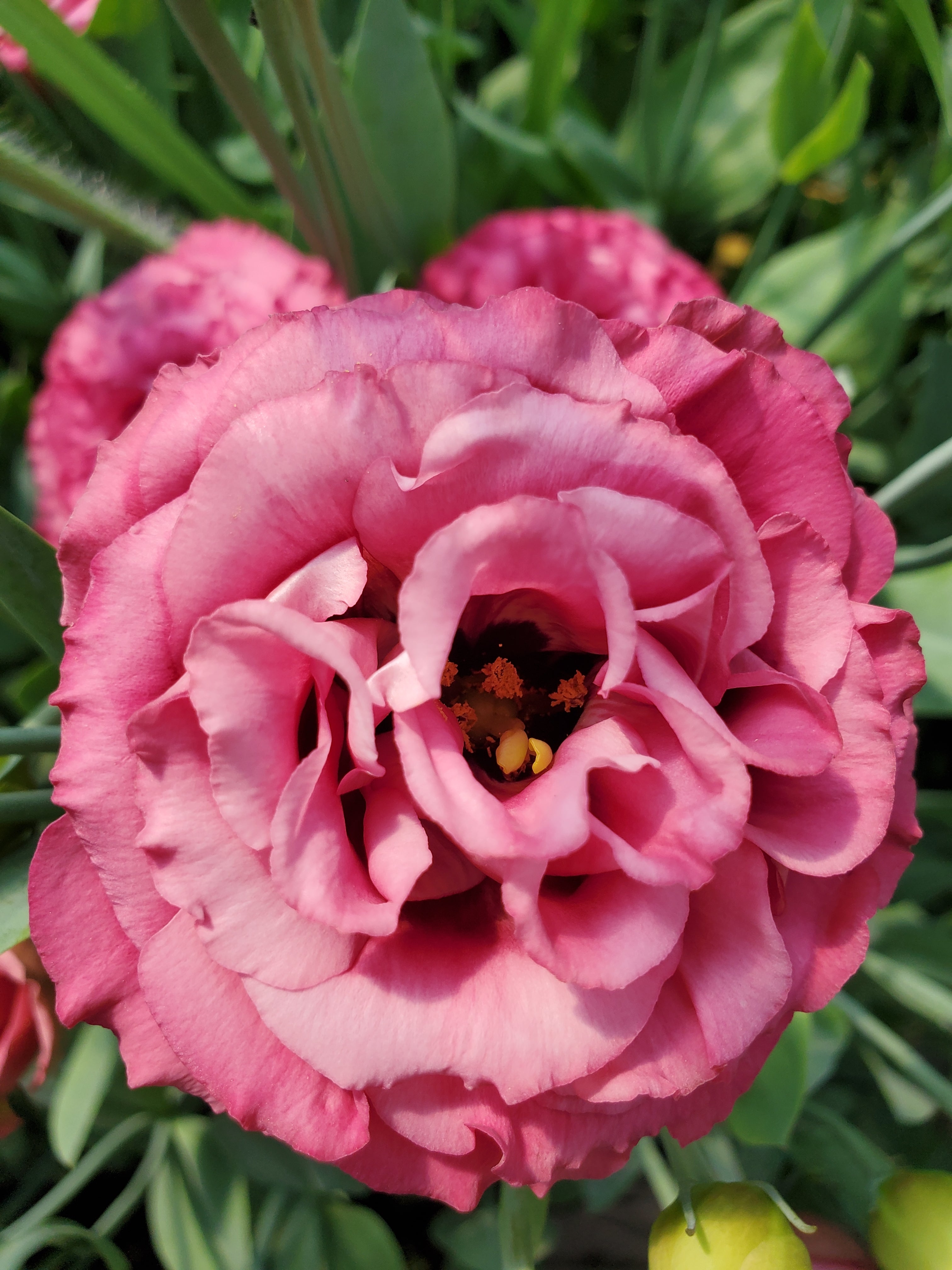Lisianthus
