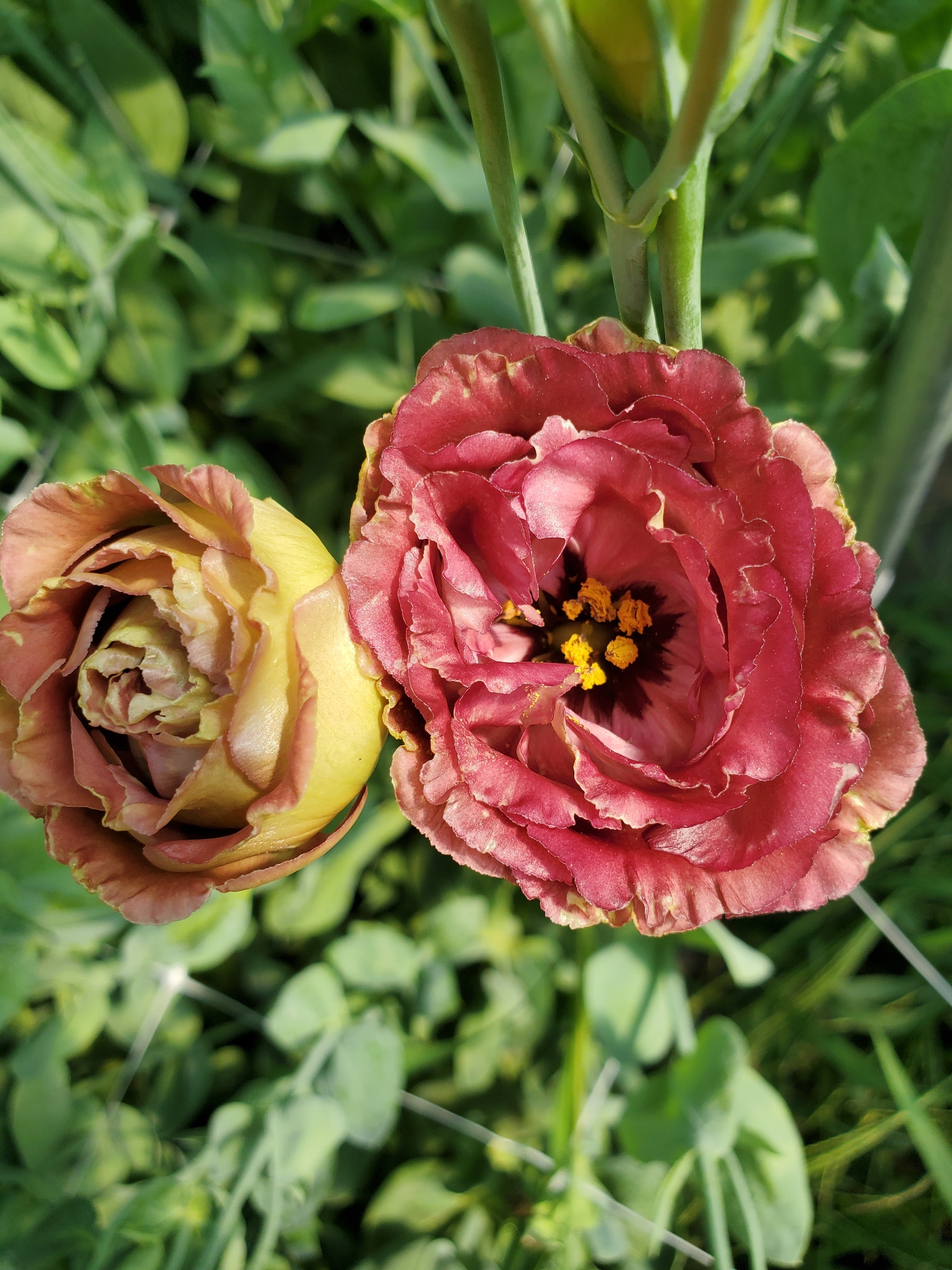 Lisianthus
