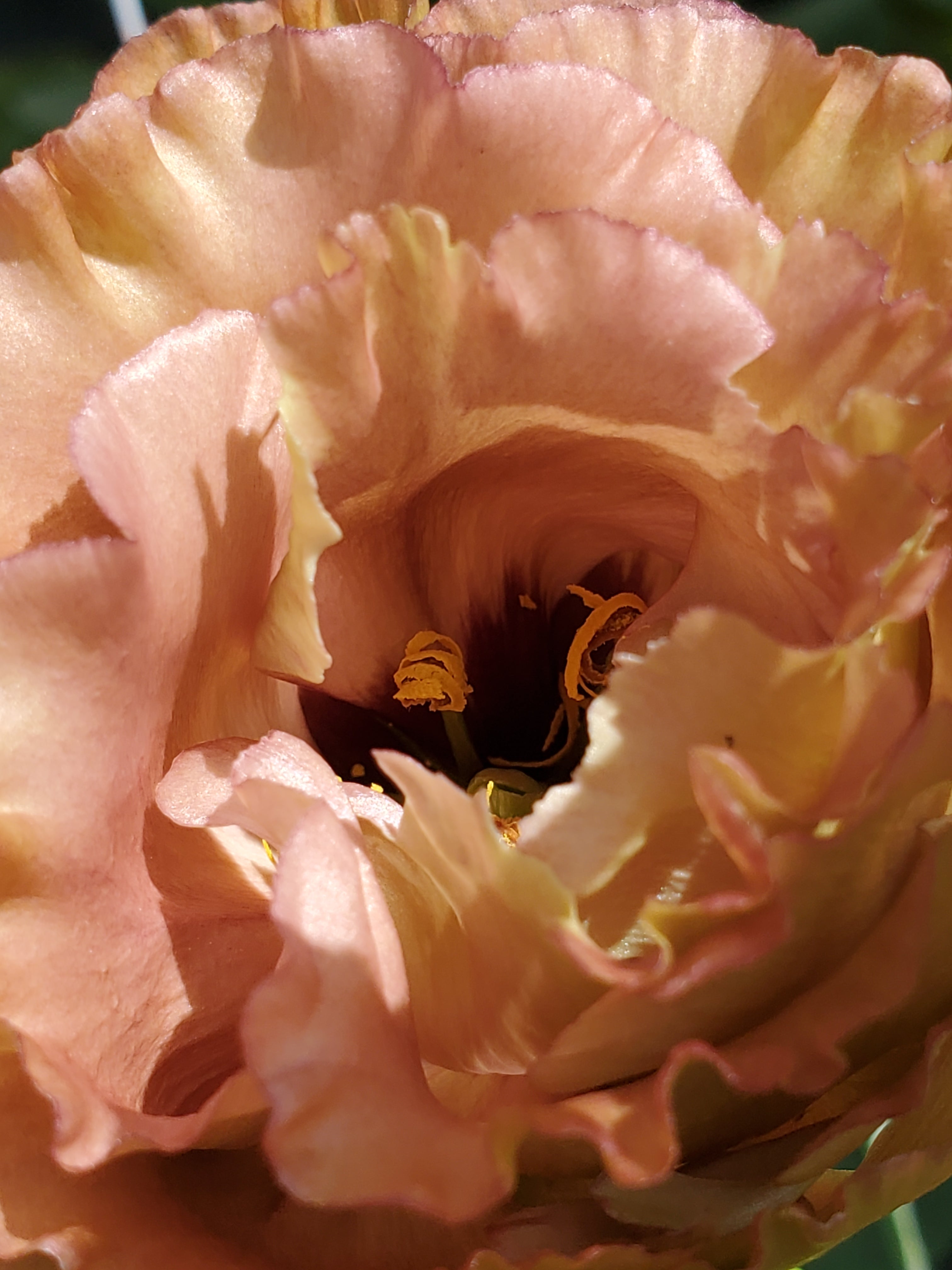 Lisianthus