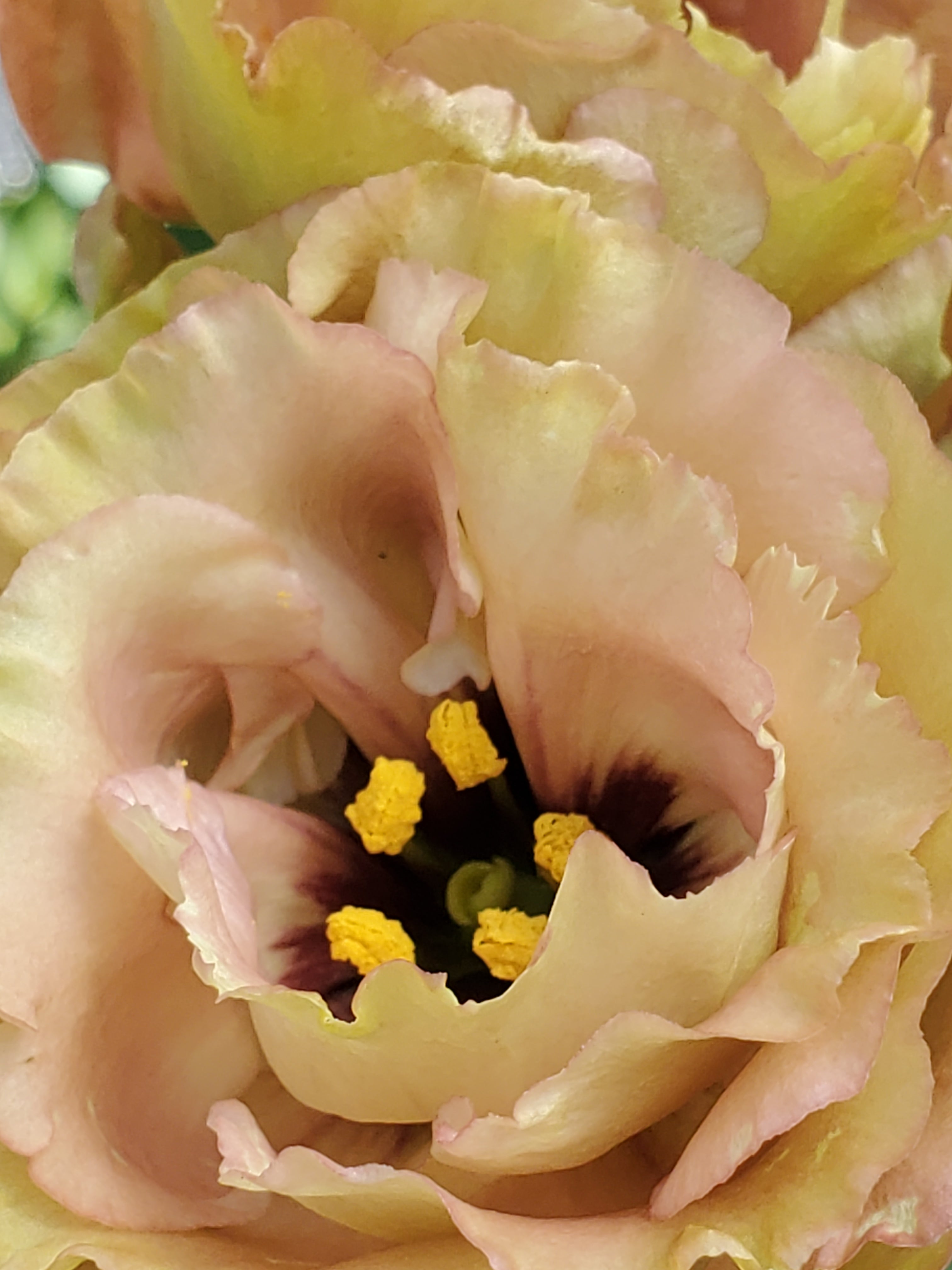 Lisianthus