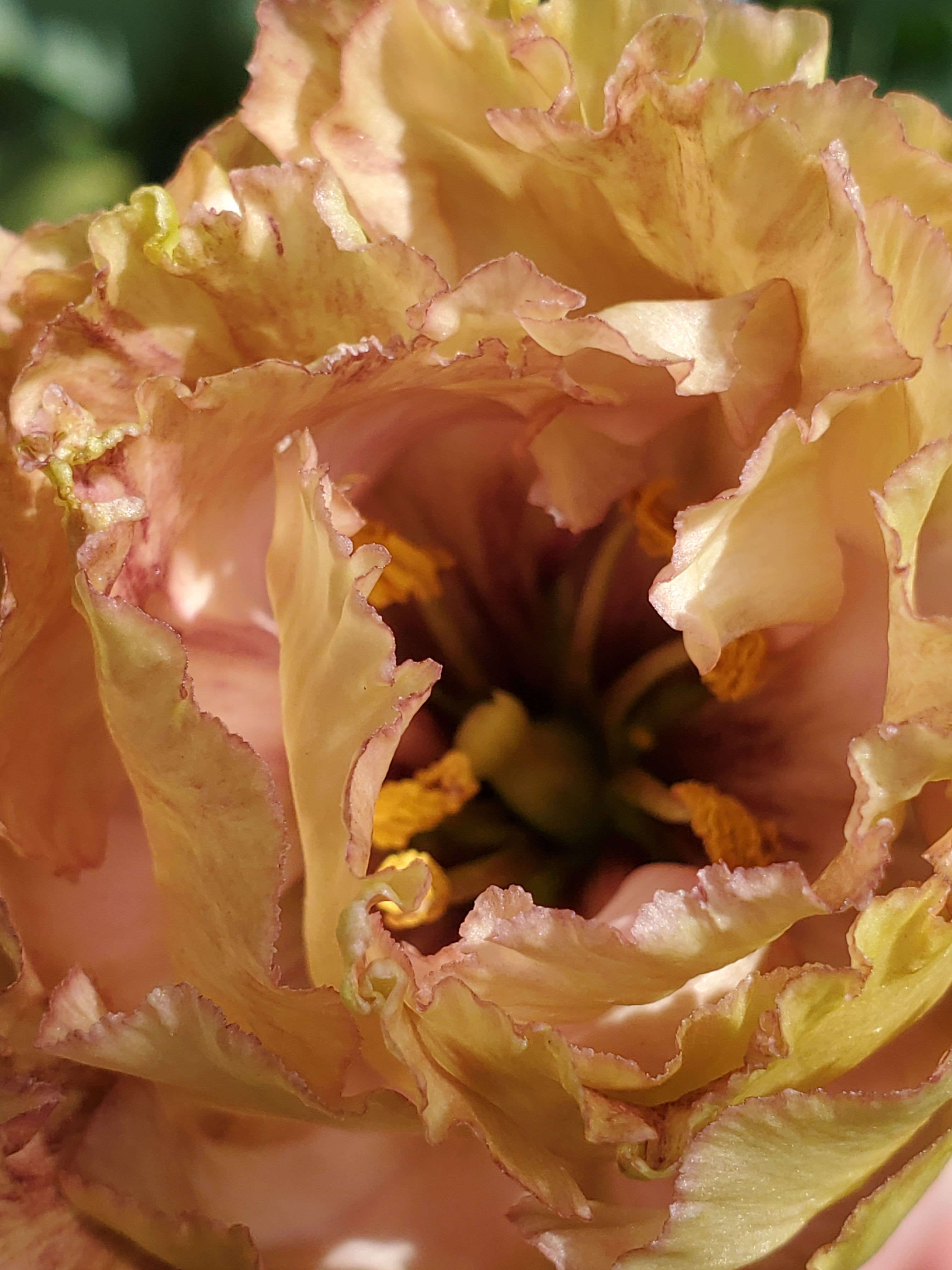 Lisianthus