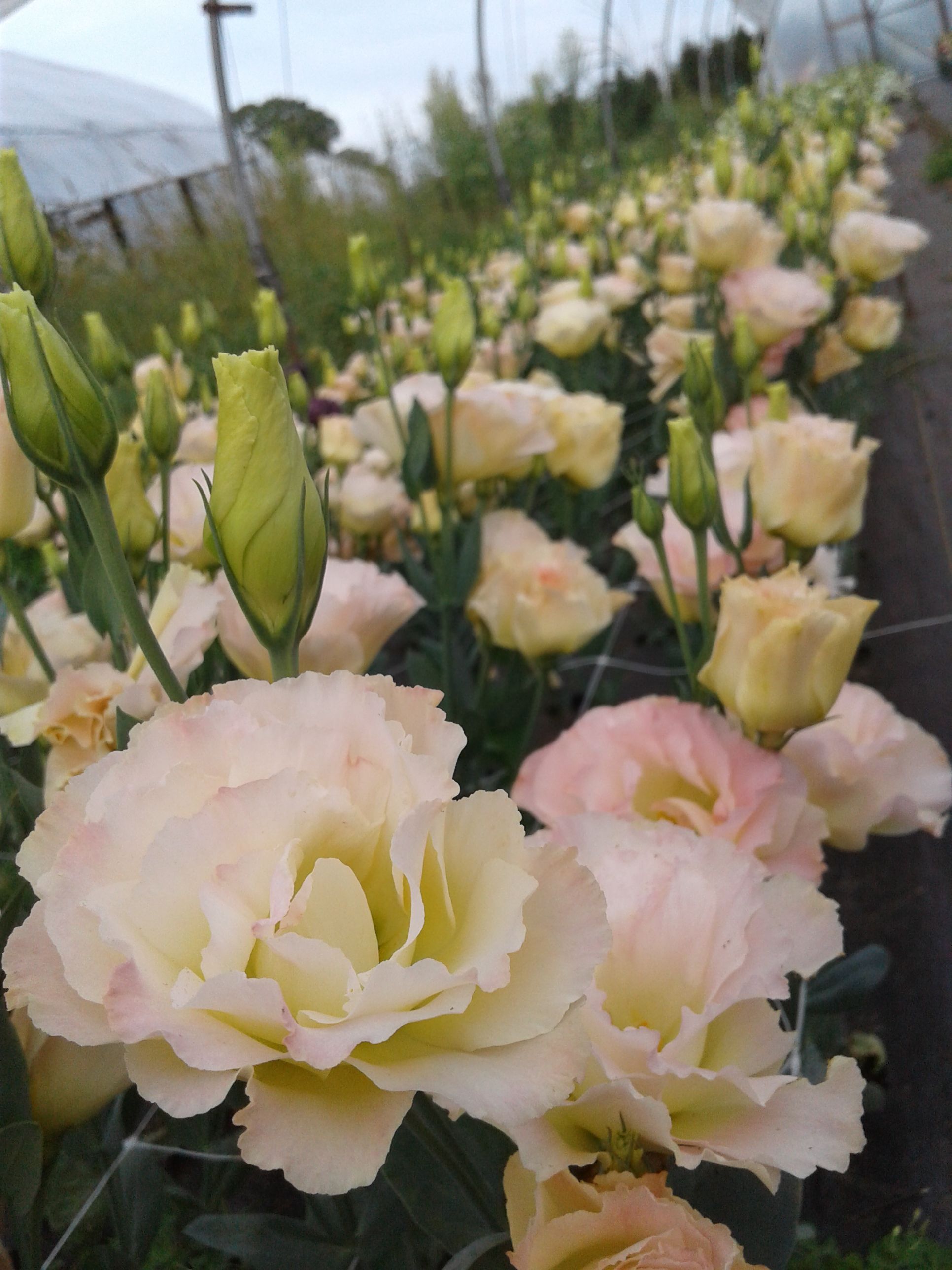 Lisianthus