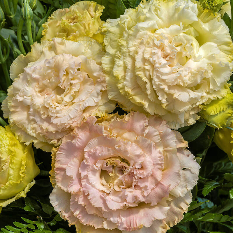 Lisianthus