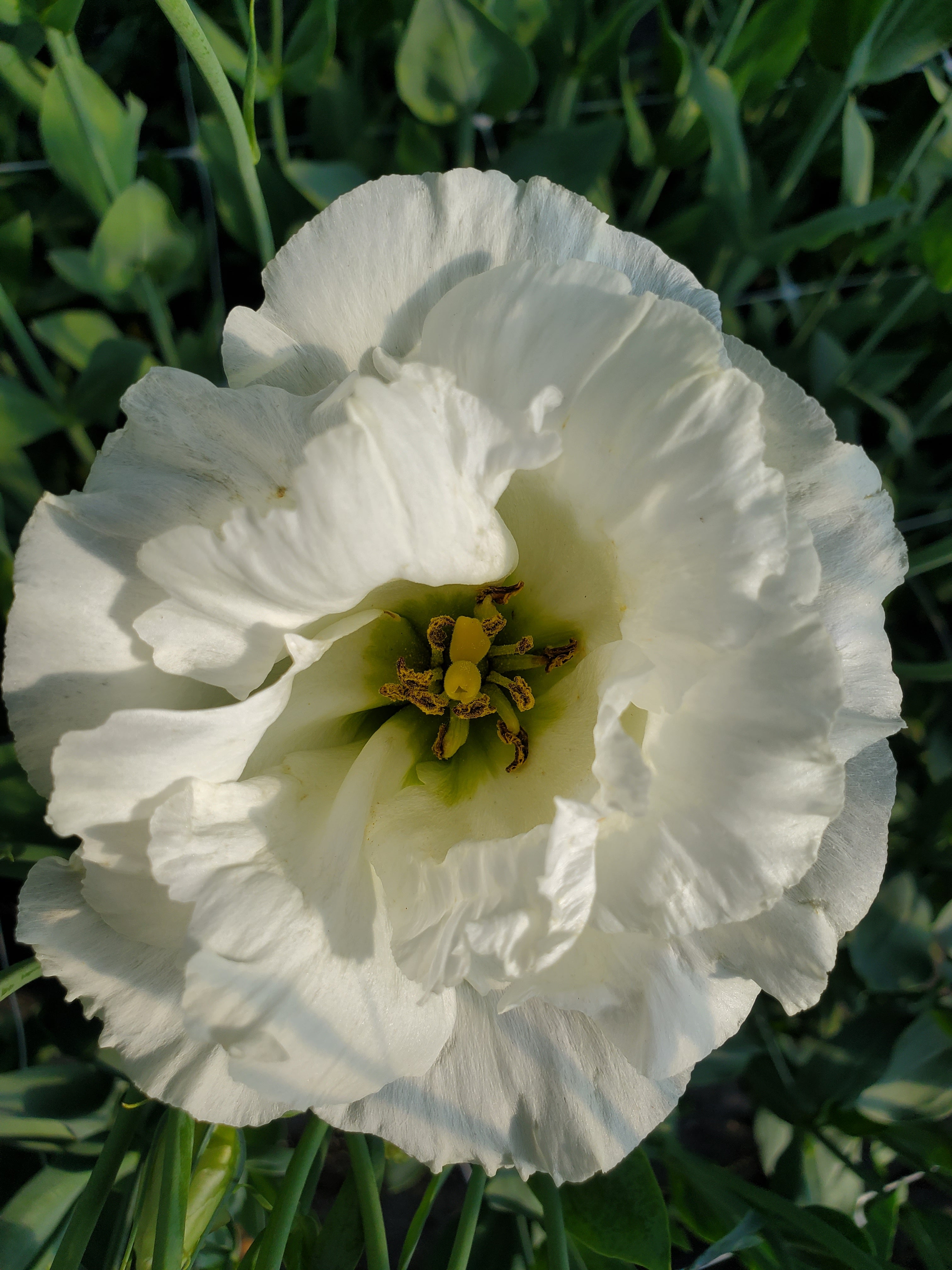 Lisianthus