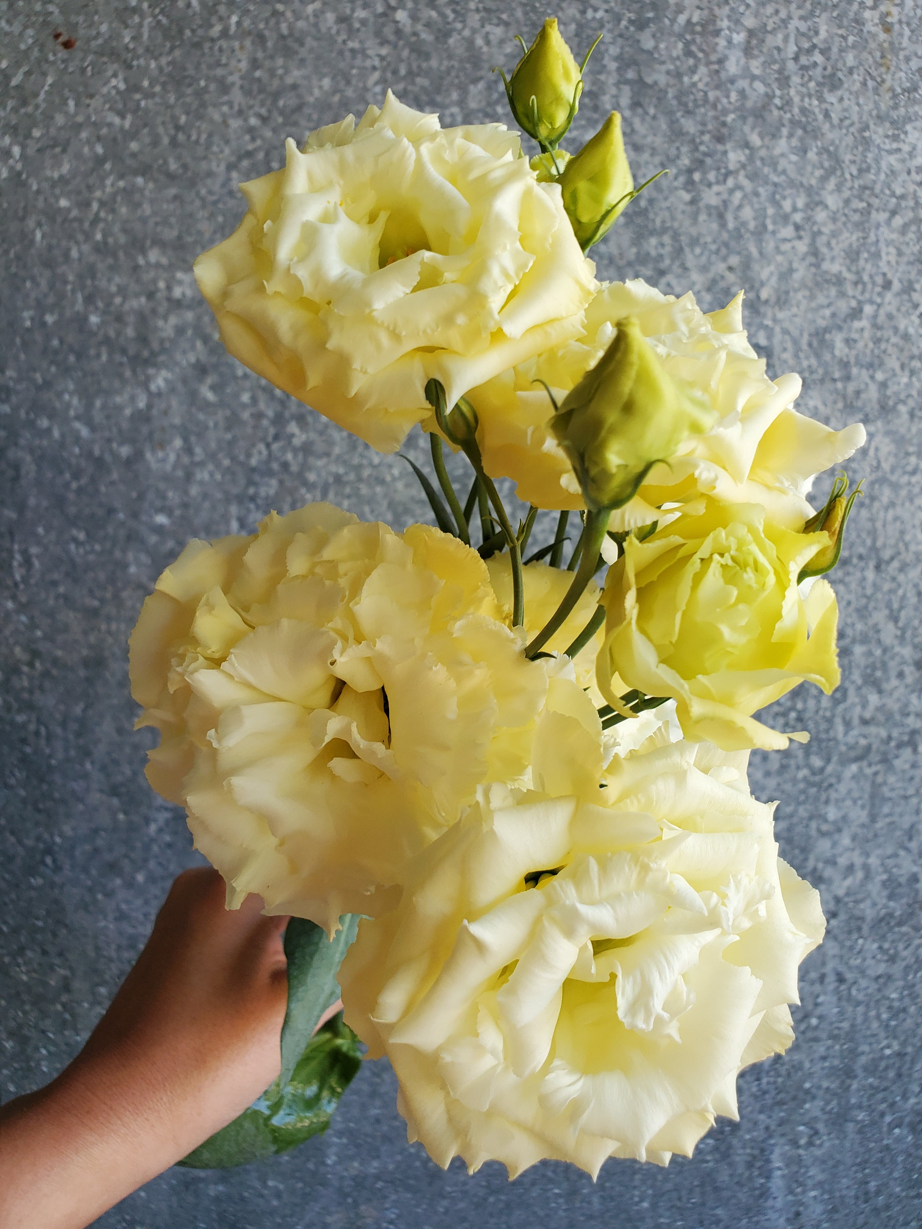 Lisianthus