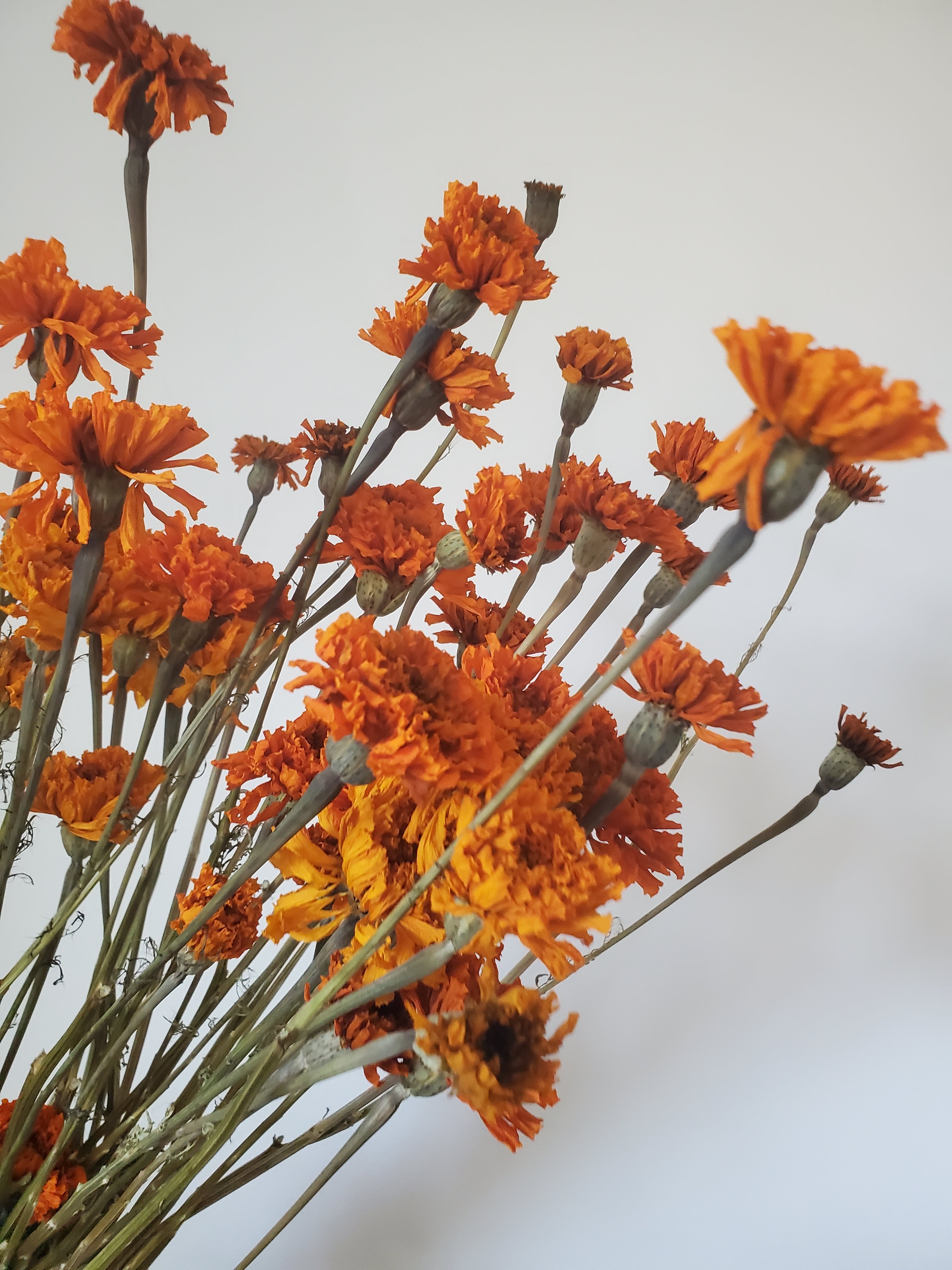 Marigold- DRIED