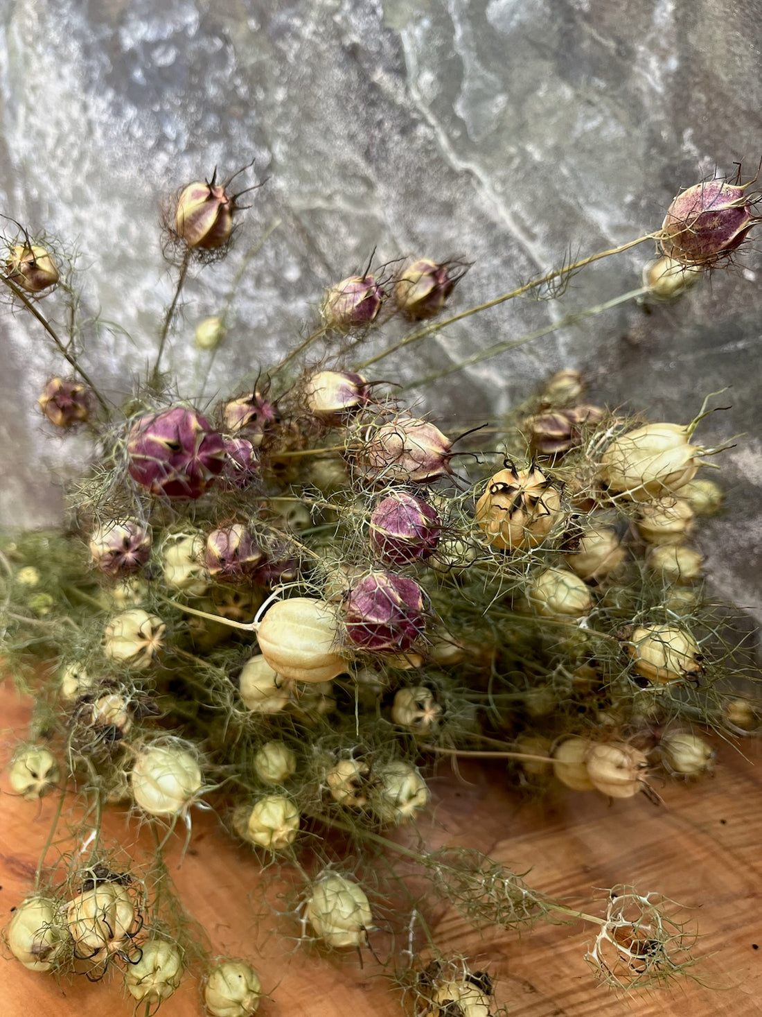 Nigella Pods - DRIED