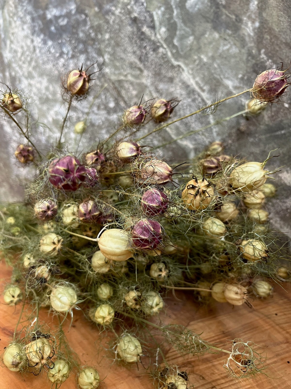 Nigella Pods - DRIED