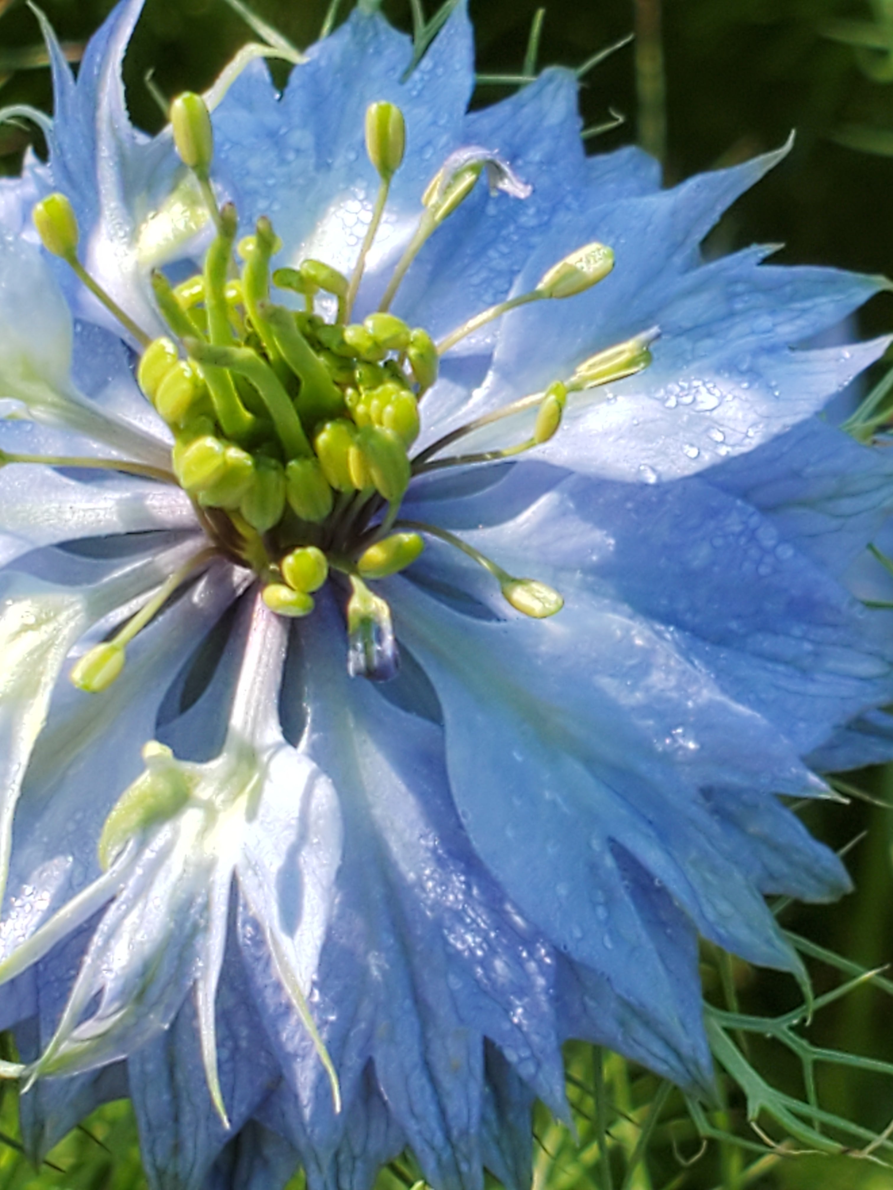 Nigella