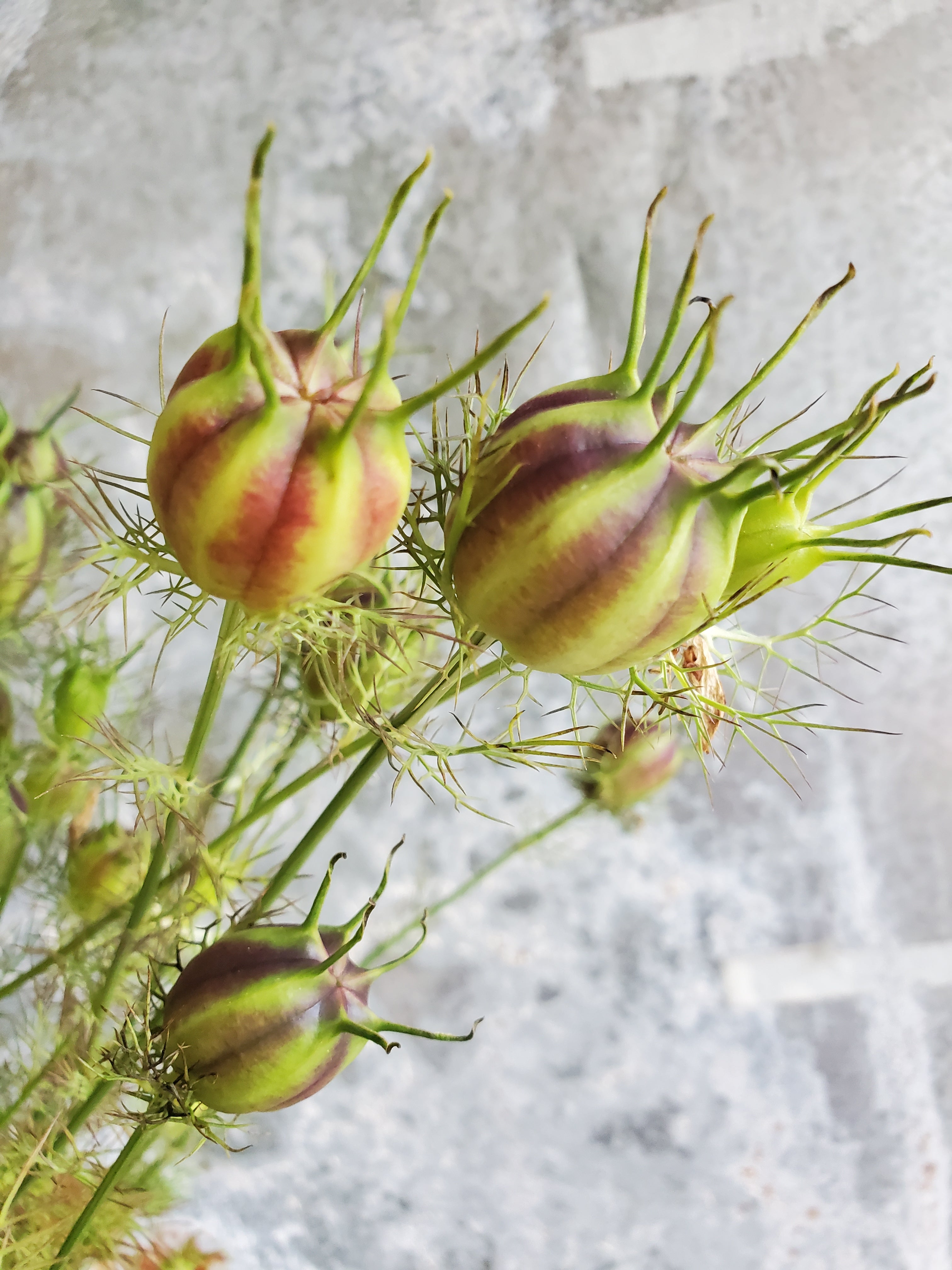 Nigella