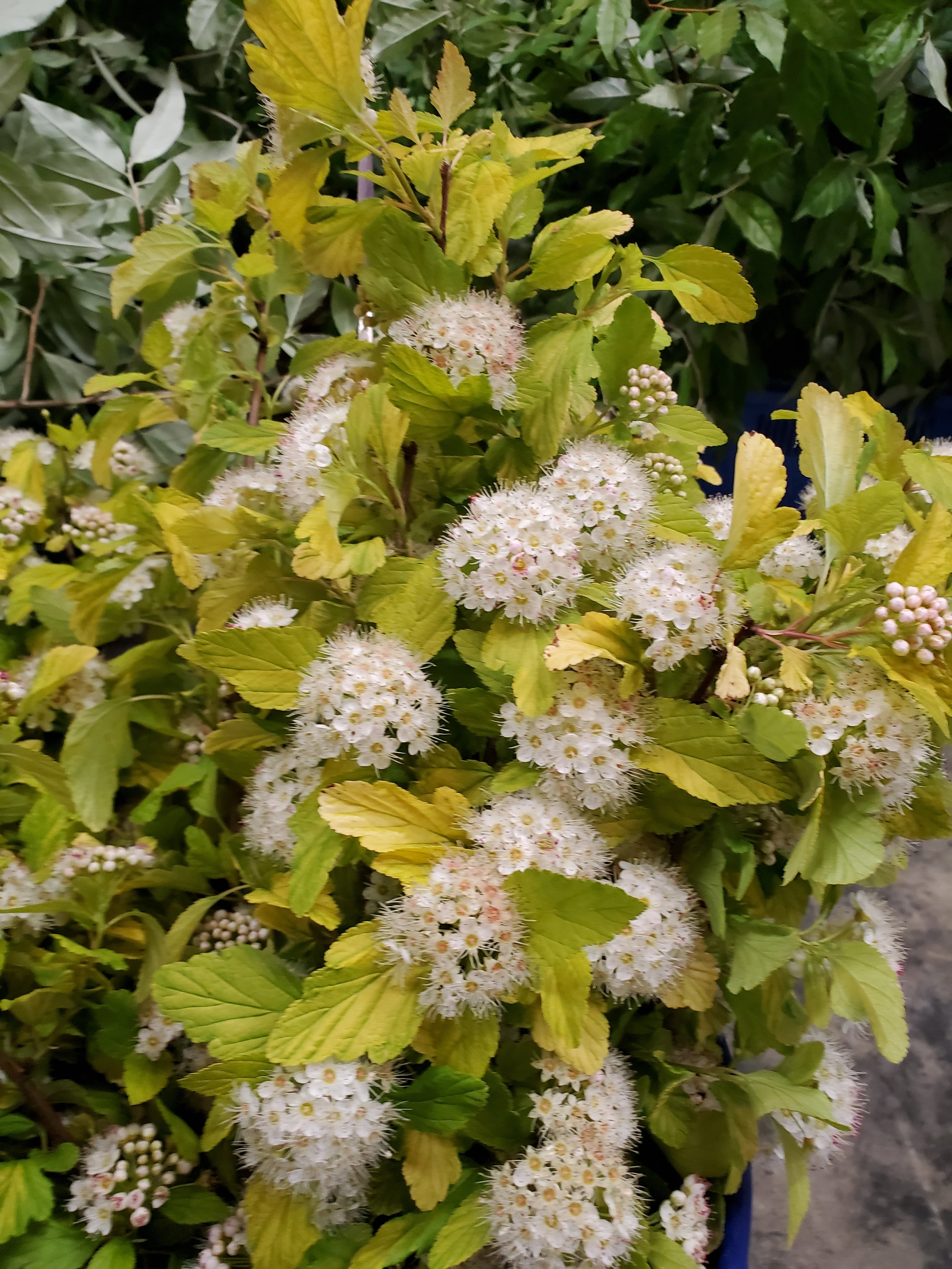 Ninebark