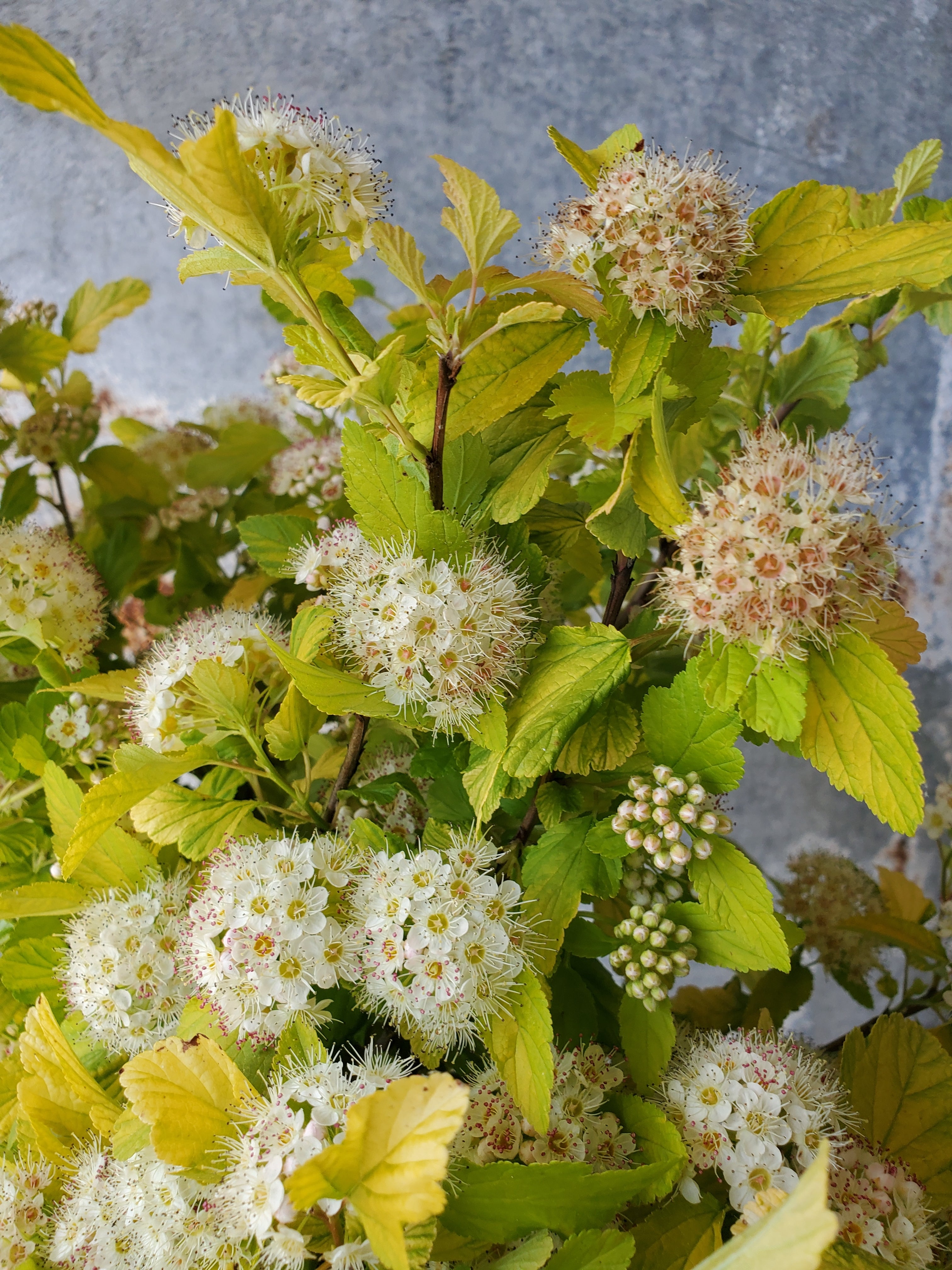 Ninebark