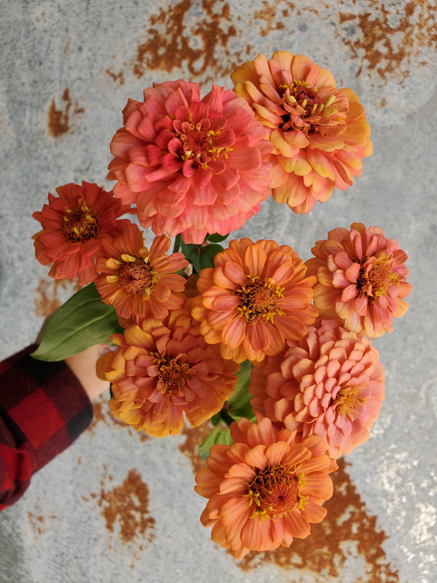 Zinnia Heirloom