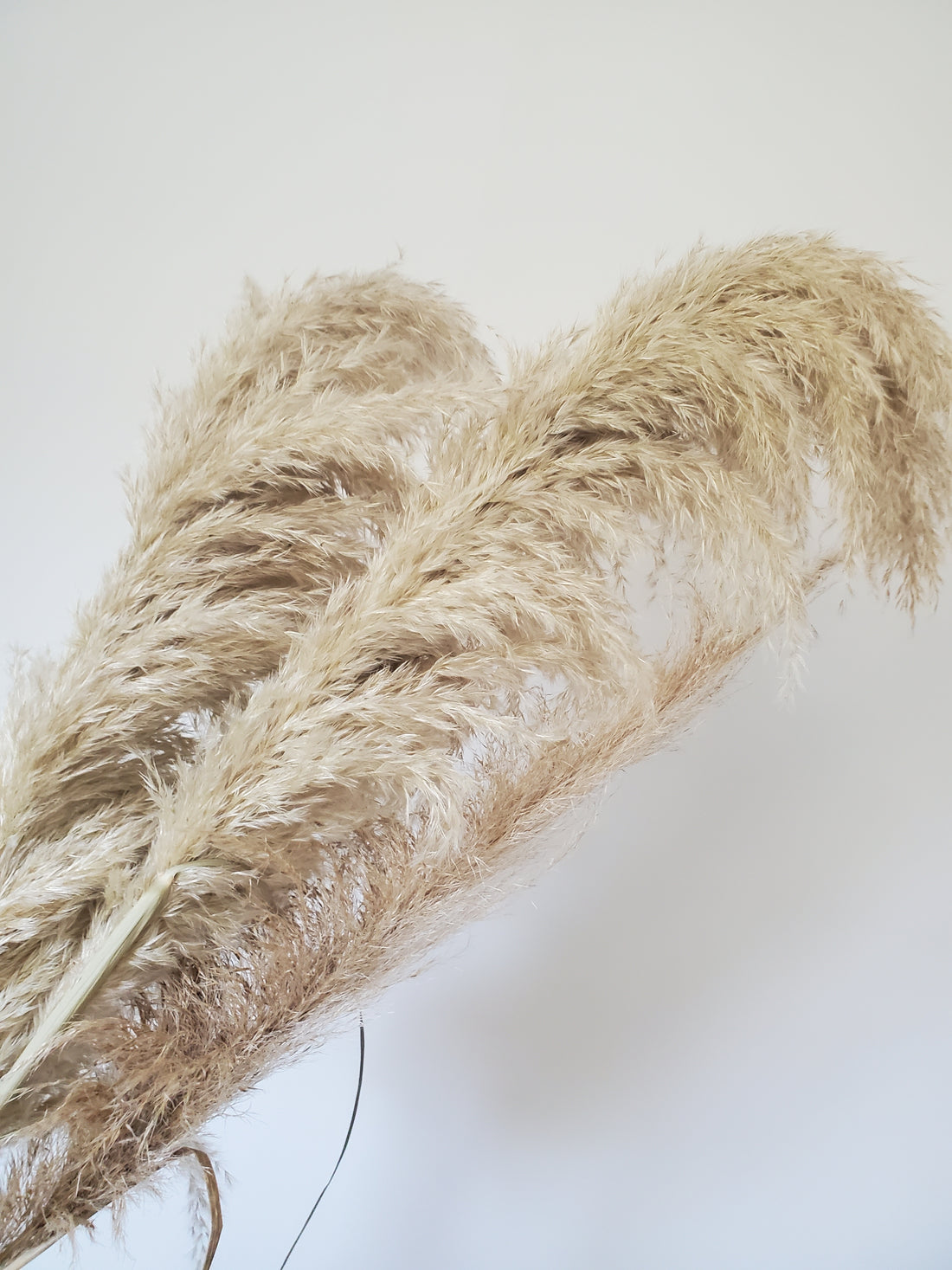 Pampas Grass - DRIED