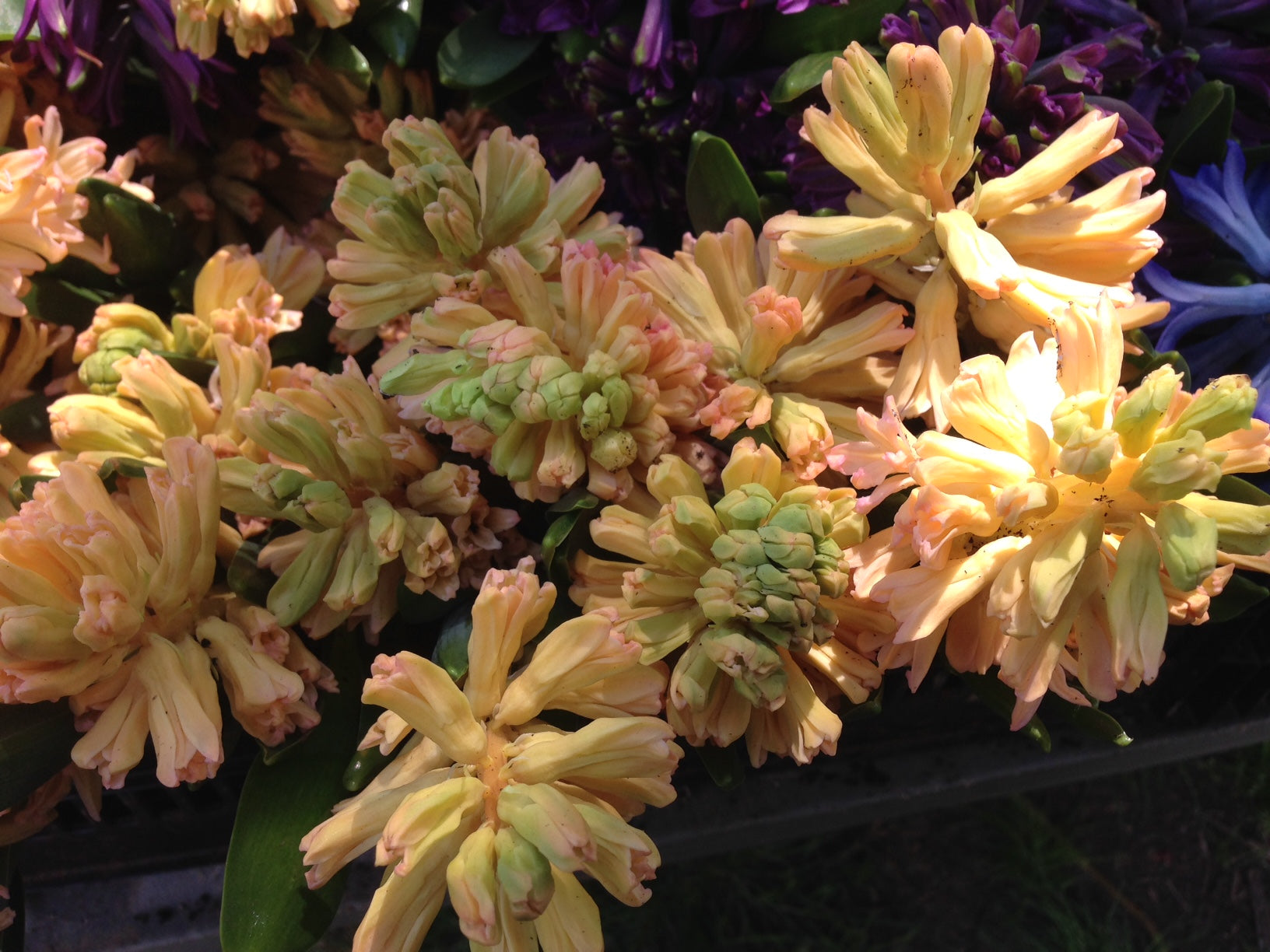 Hyacinth