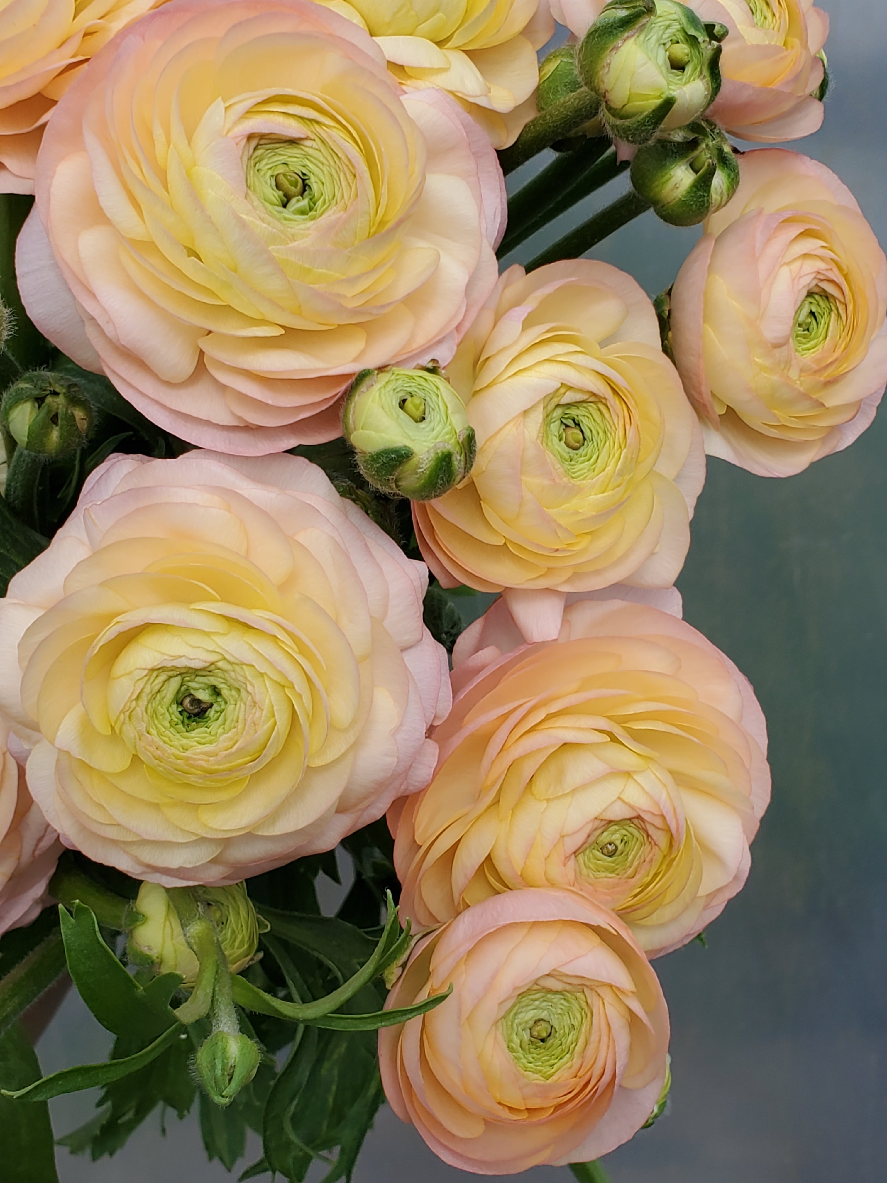 Ranunculus