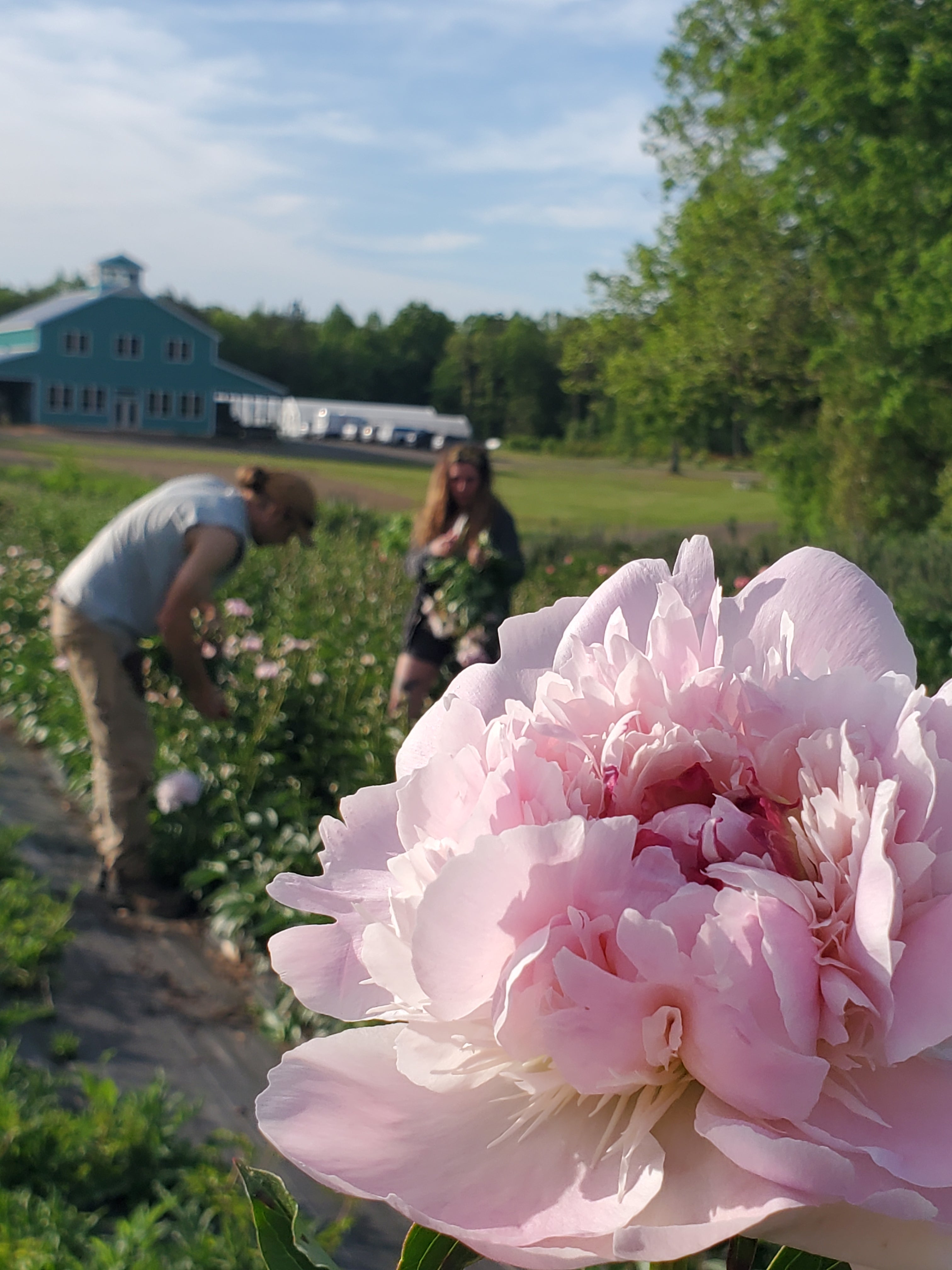 Peony