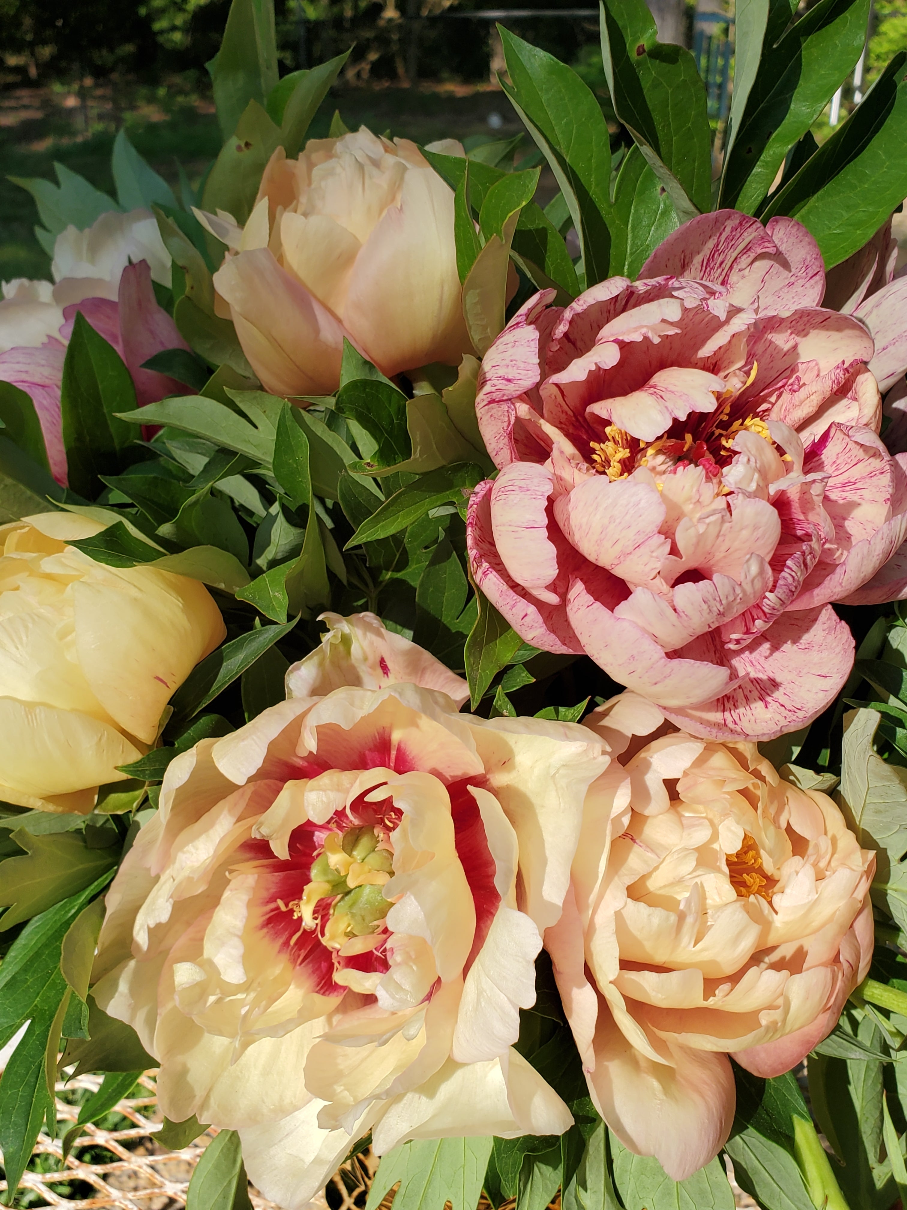 Peony