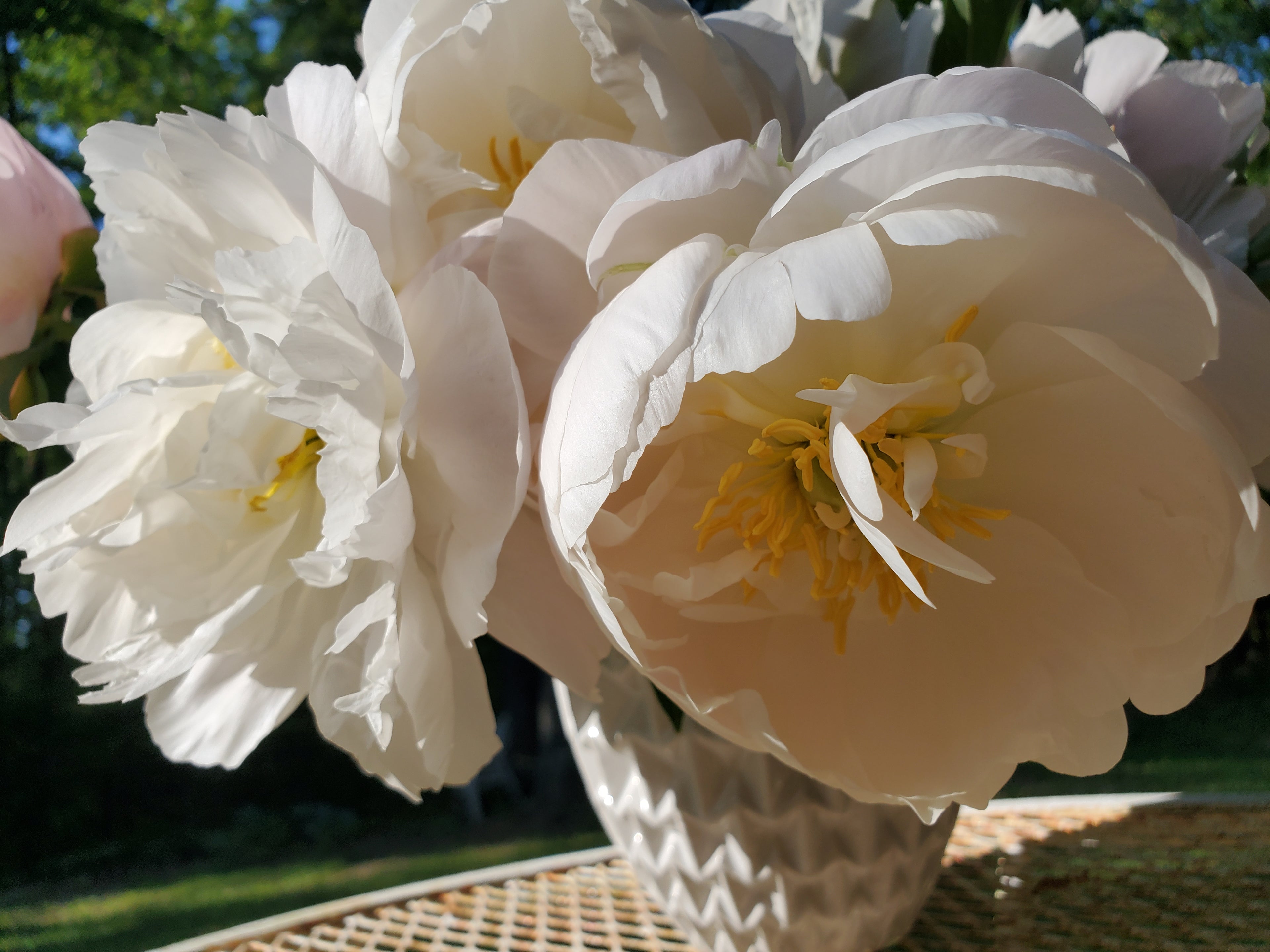 Peony