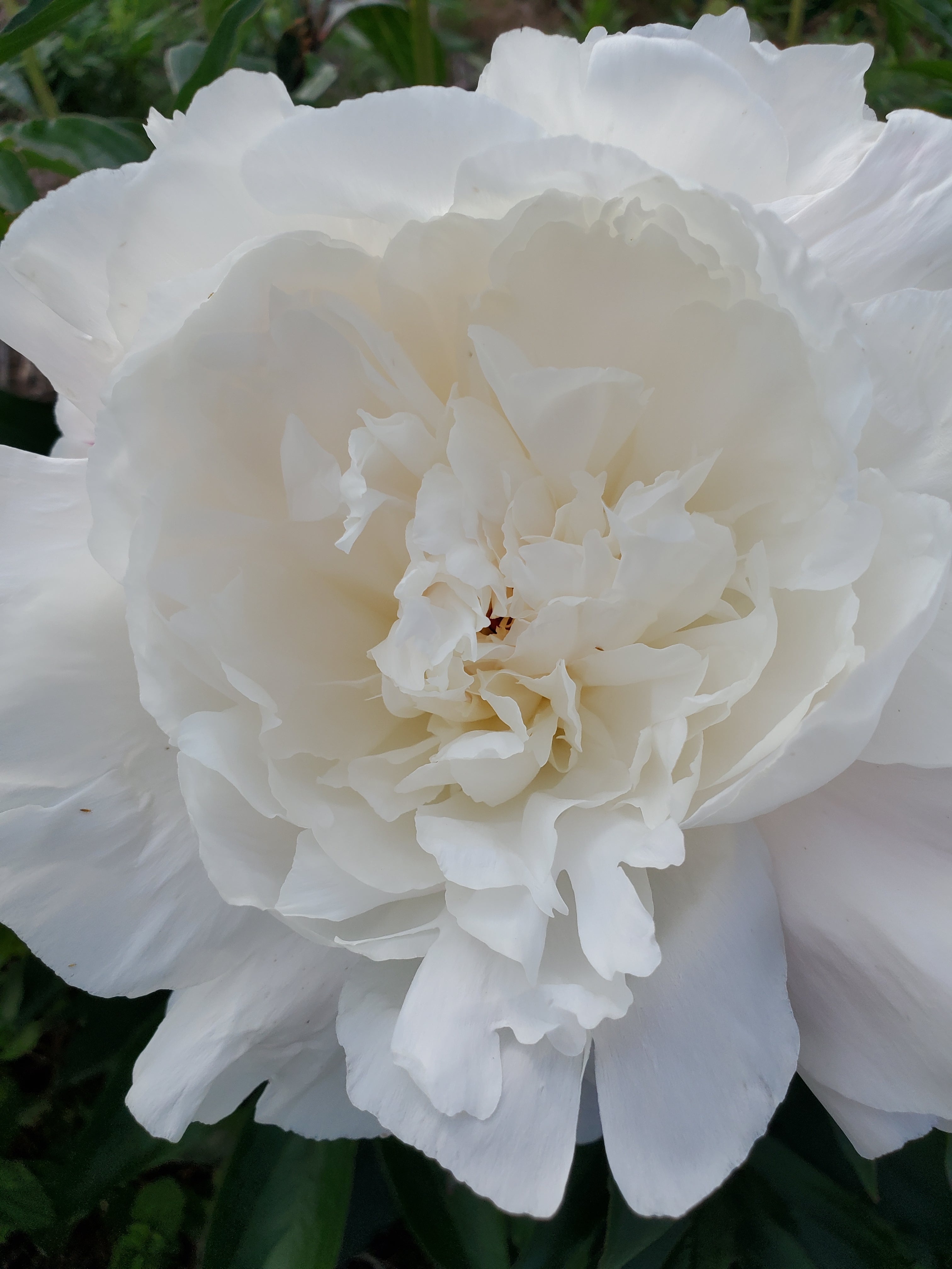 Peony
