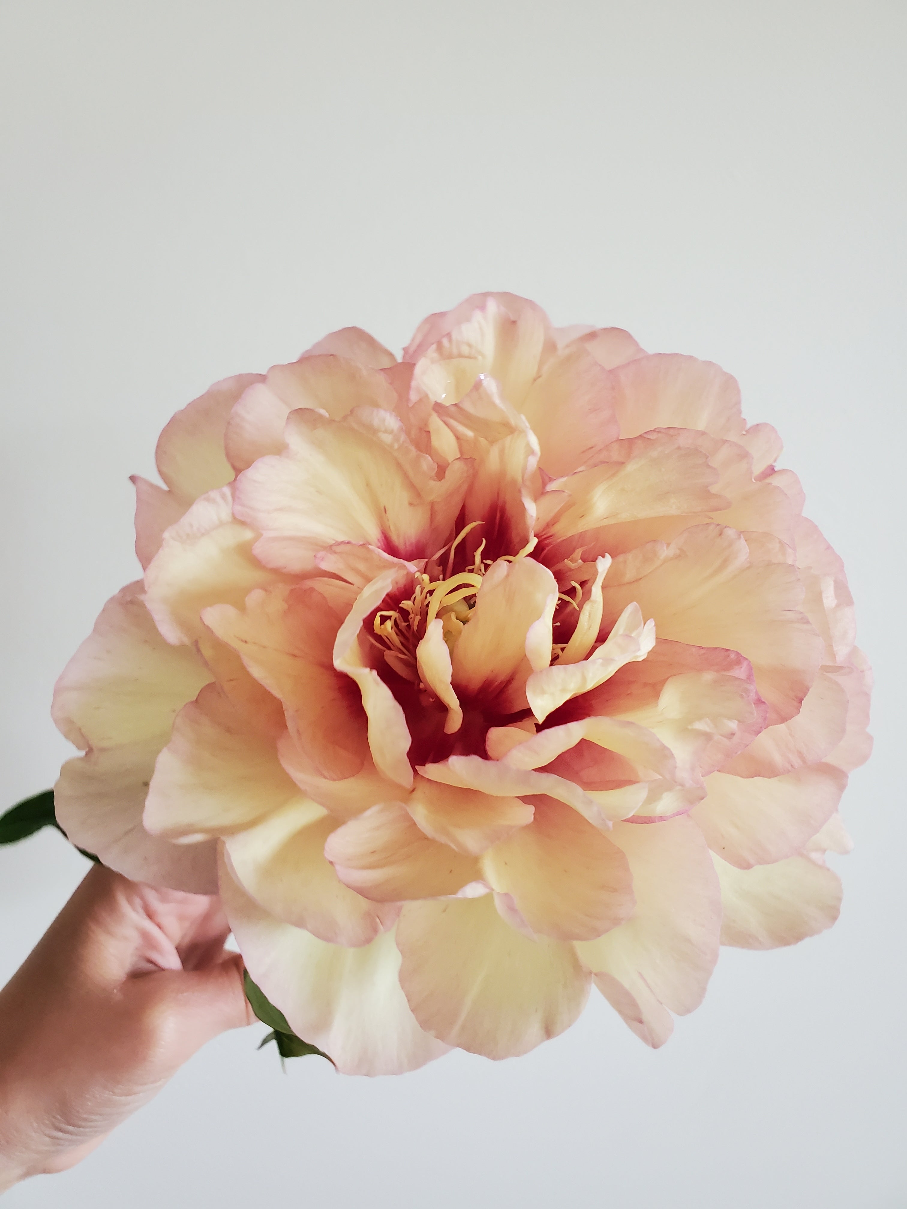 Peony