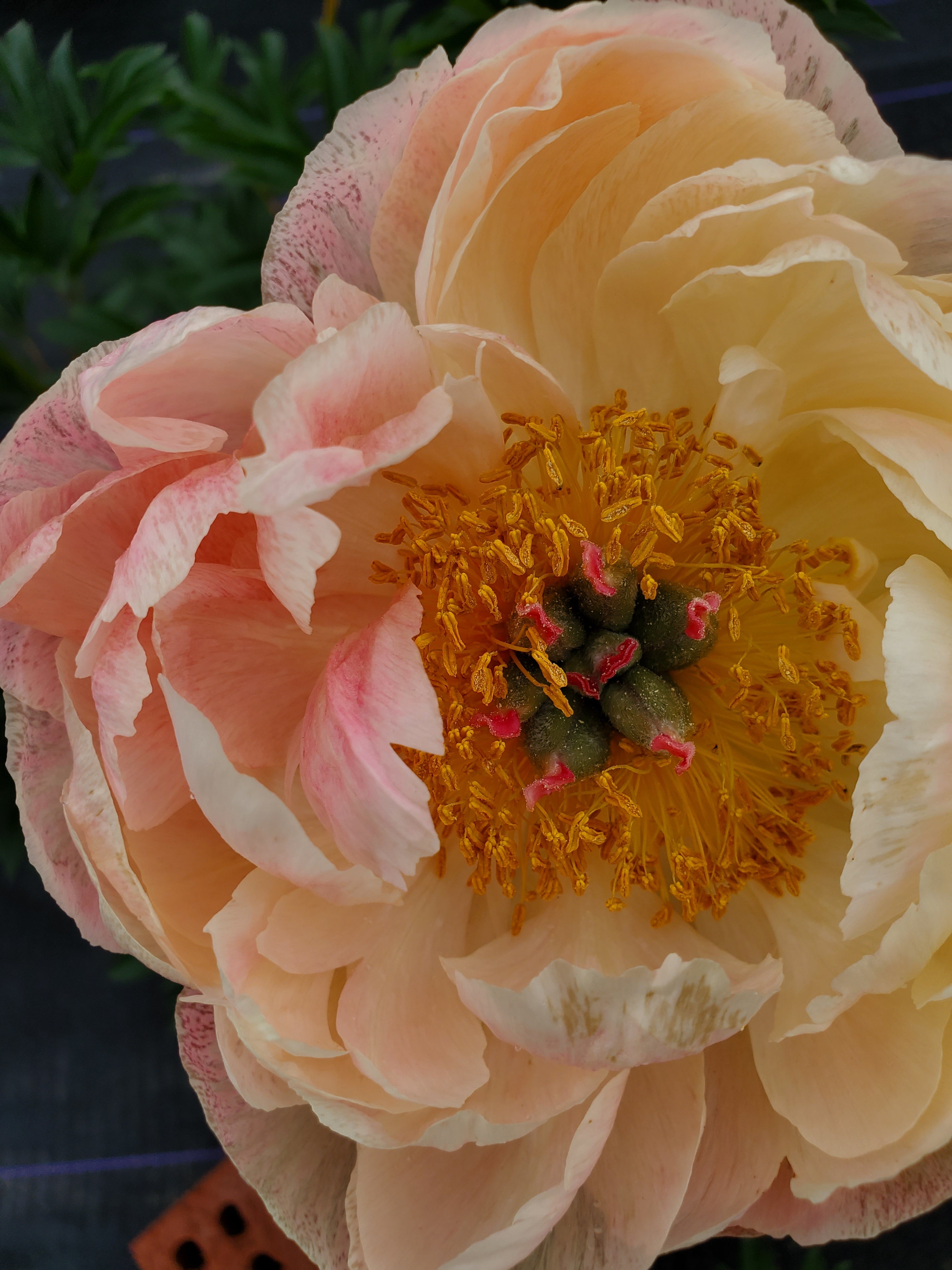 Peony