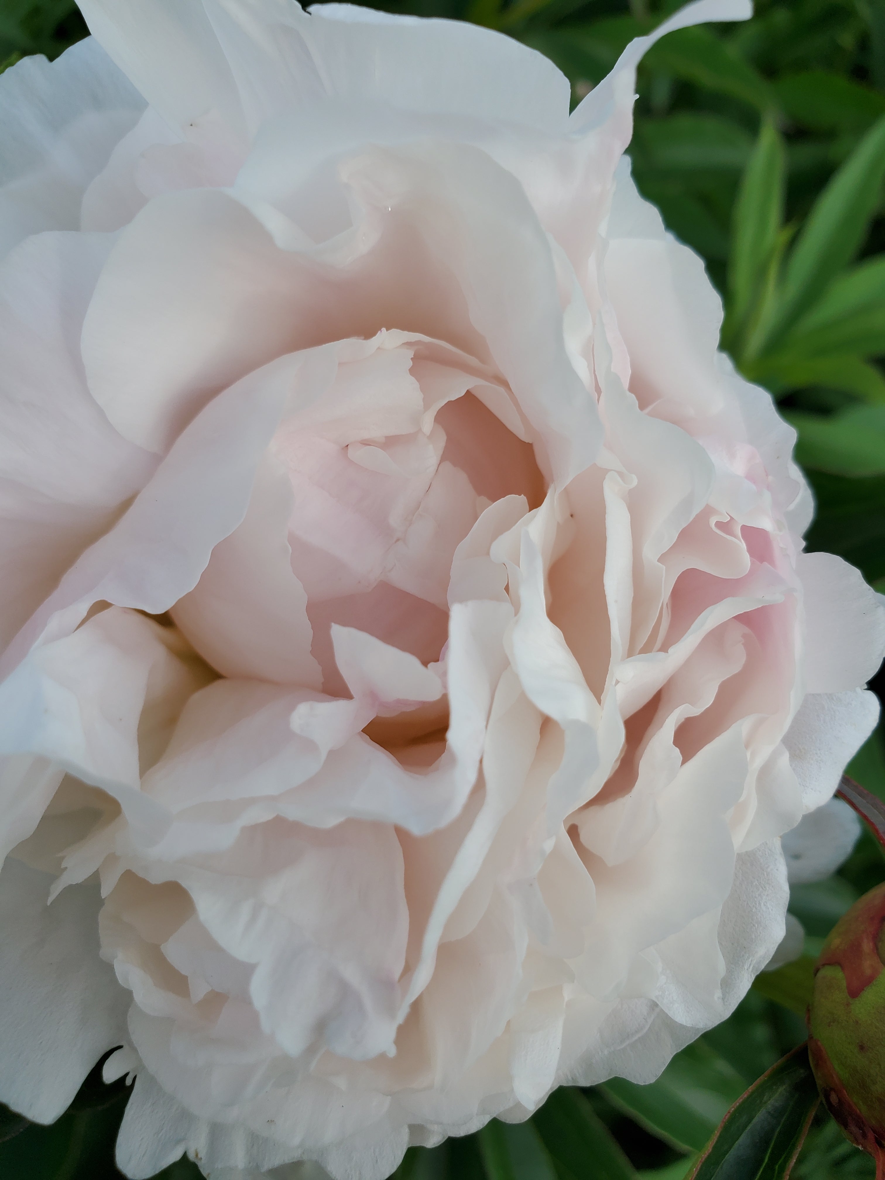 Peony