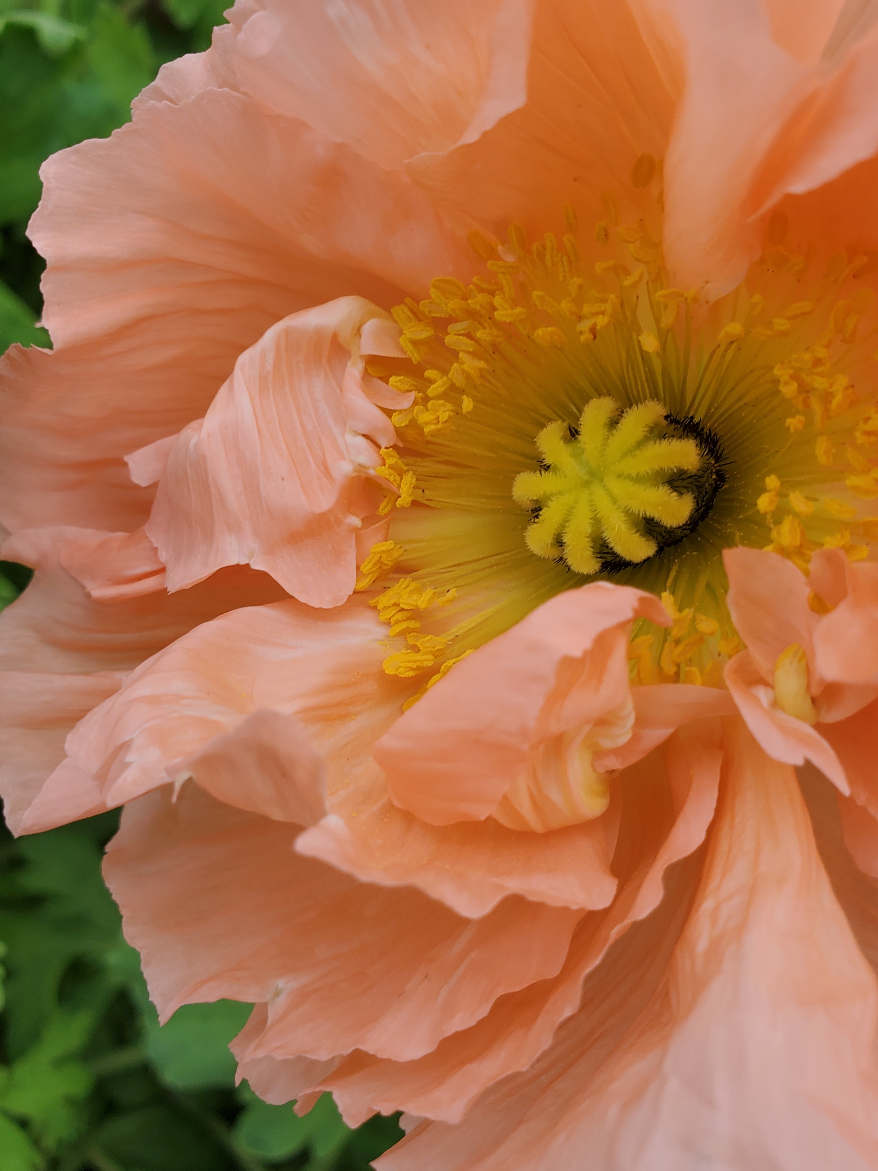 Poppy