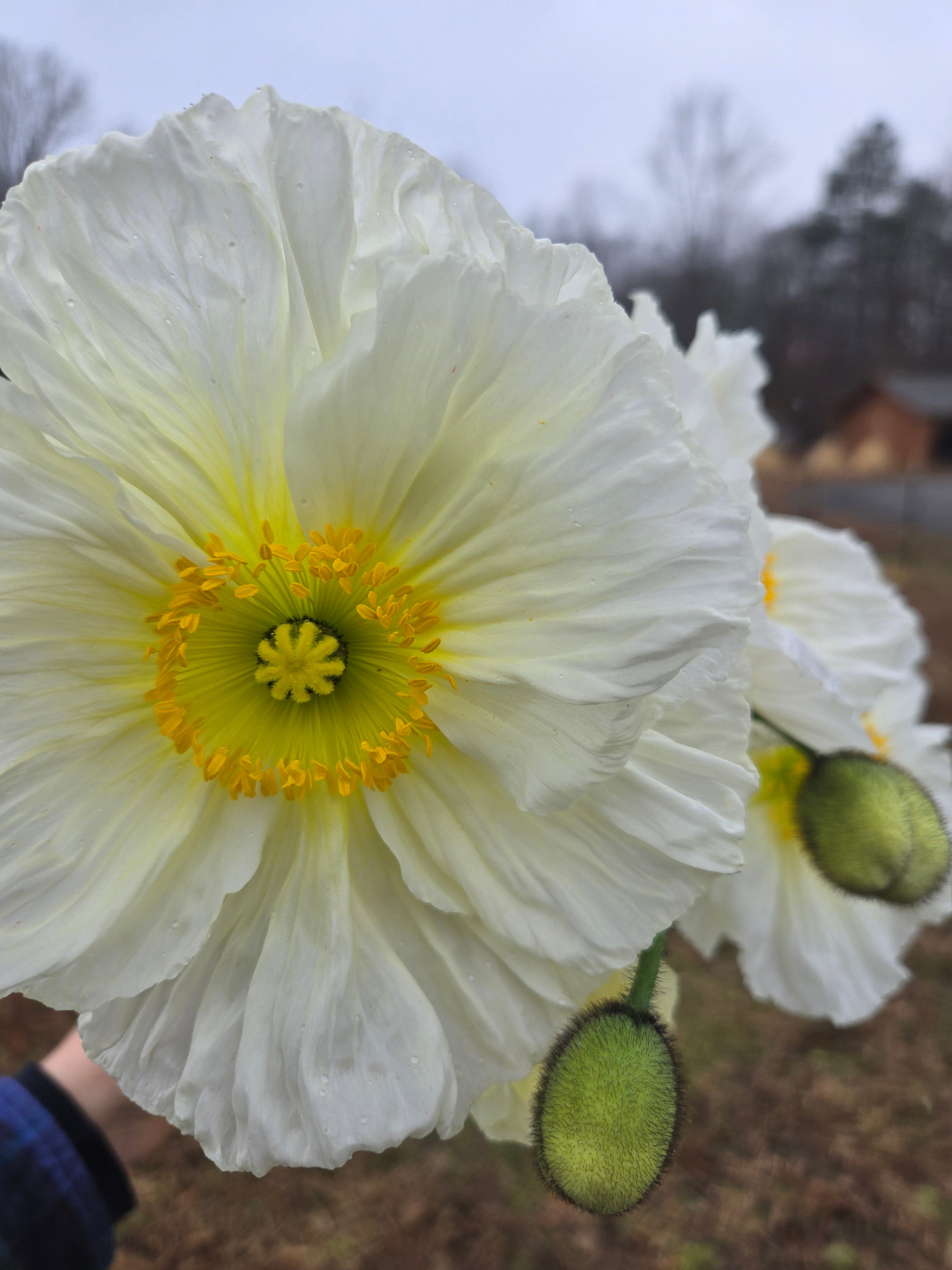 Poppy