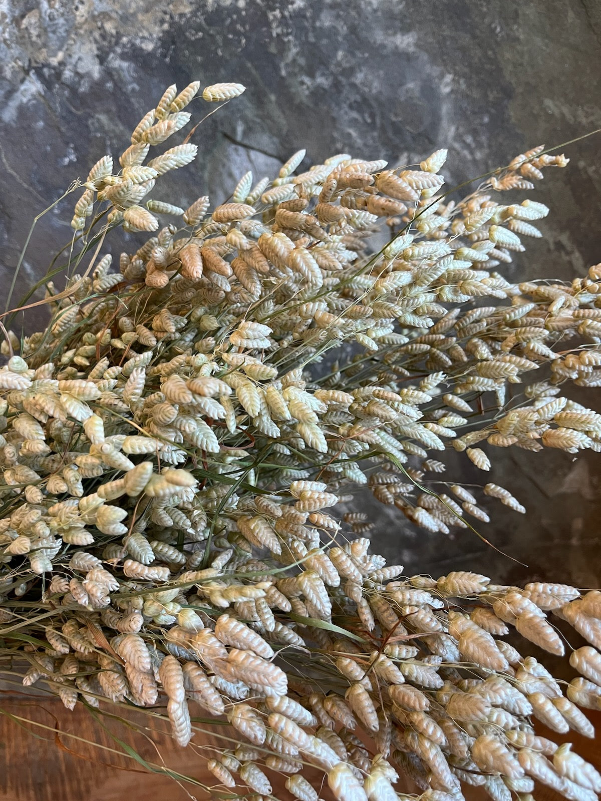 Quaking Grass- DRIED