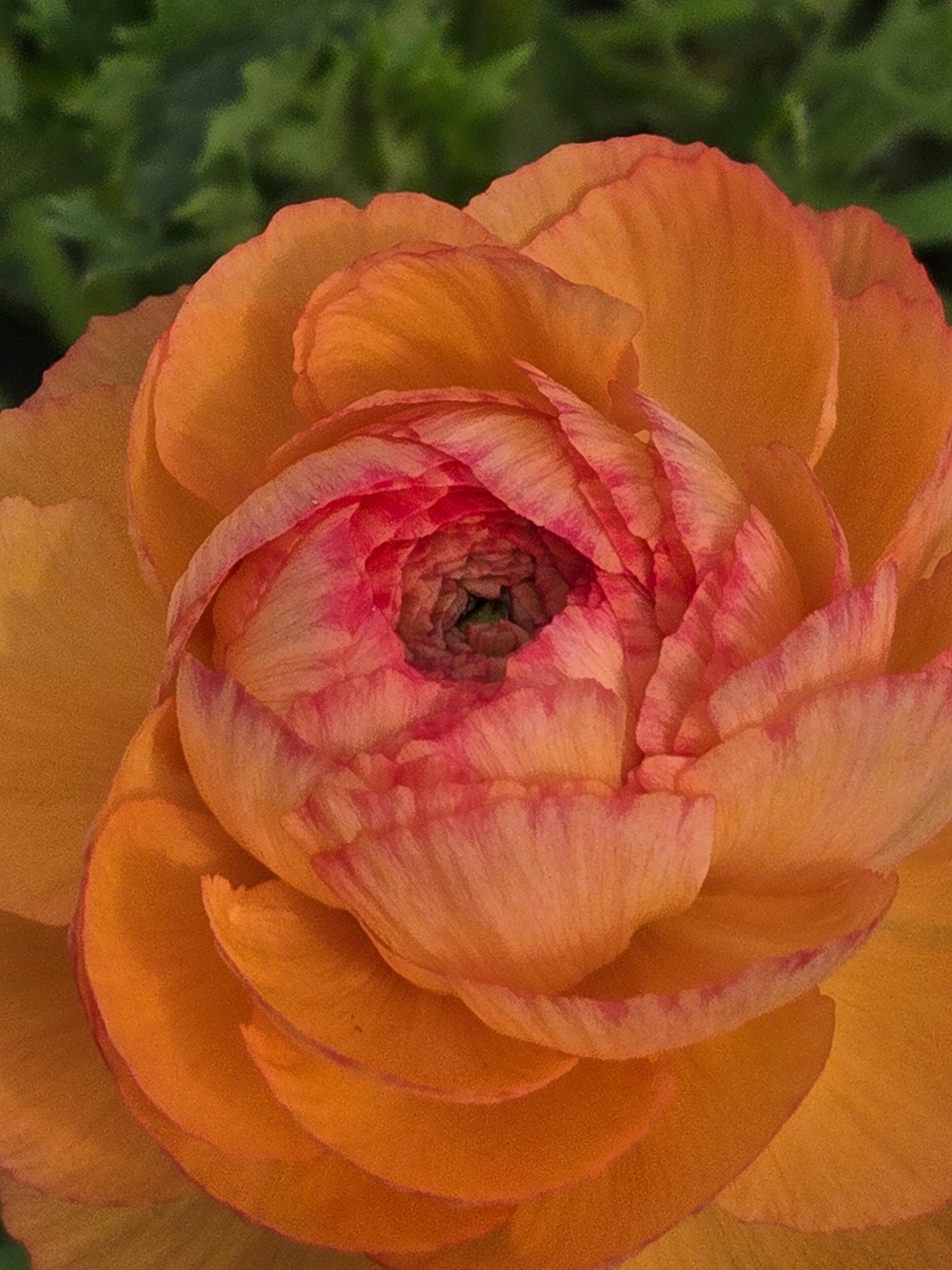 Ranunculus