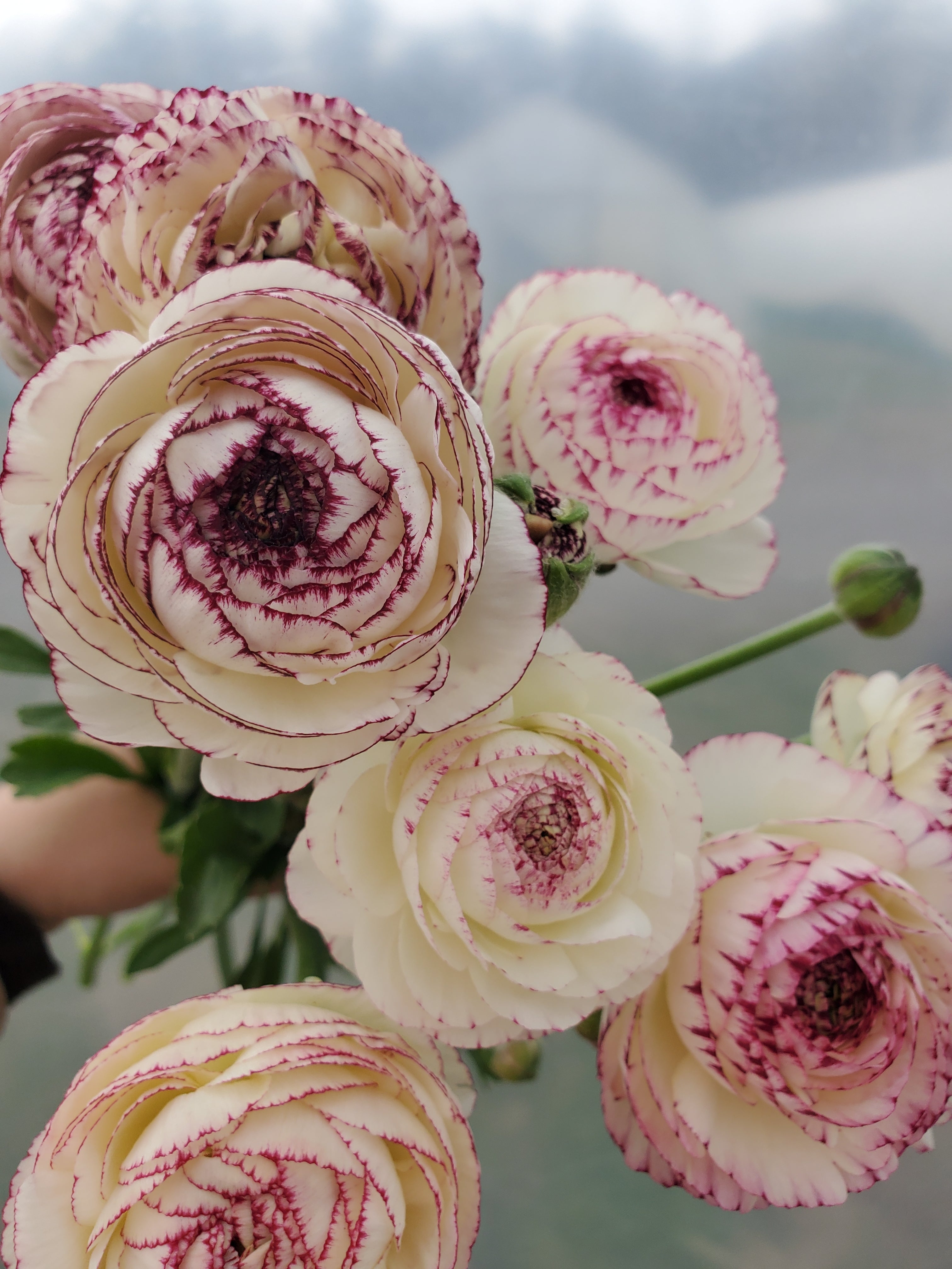 Ranunculus