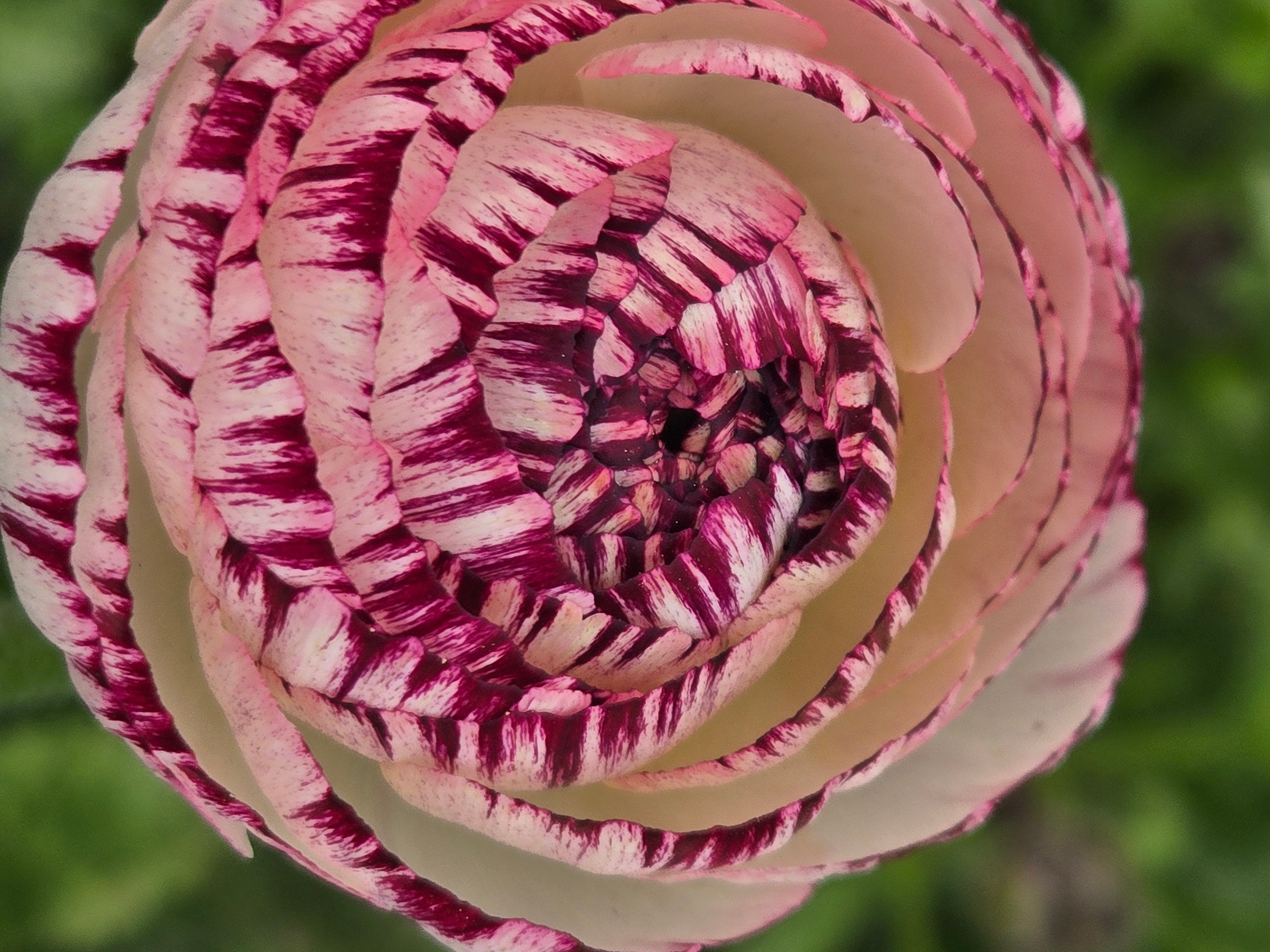 Ranunculus