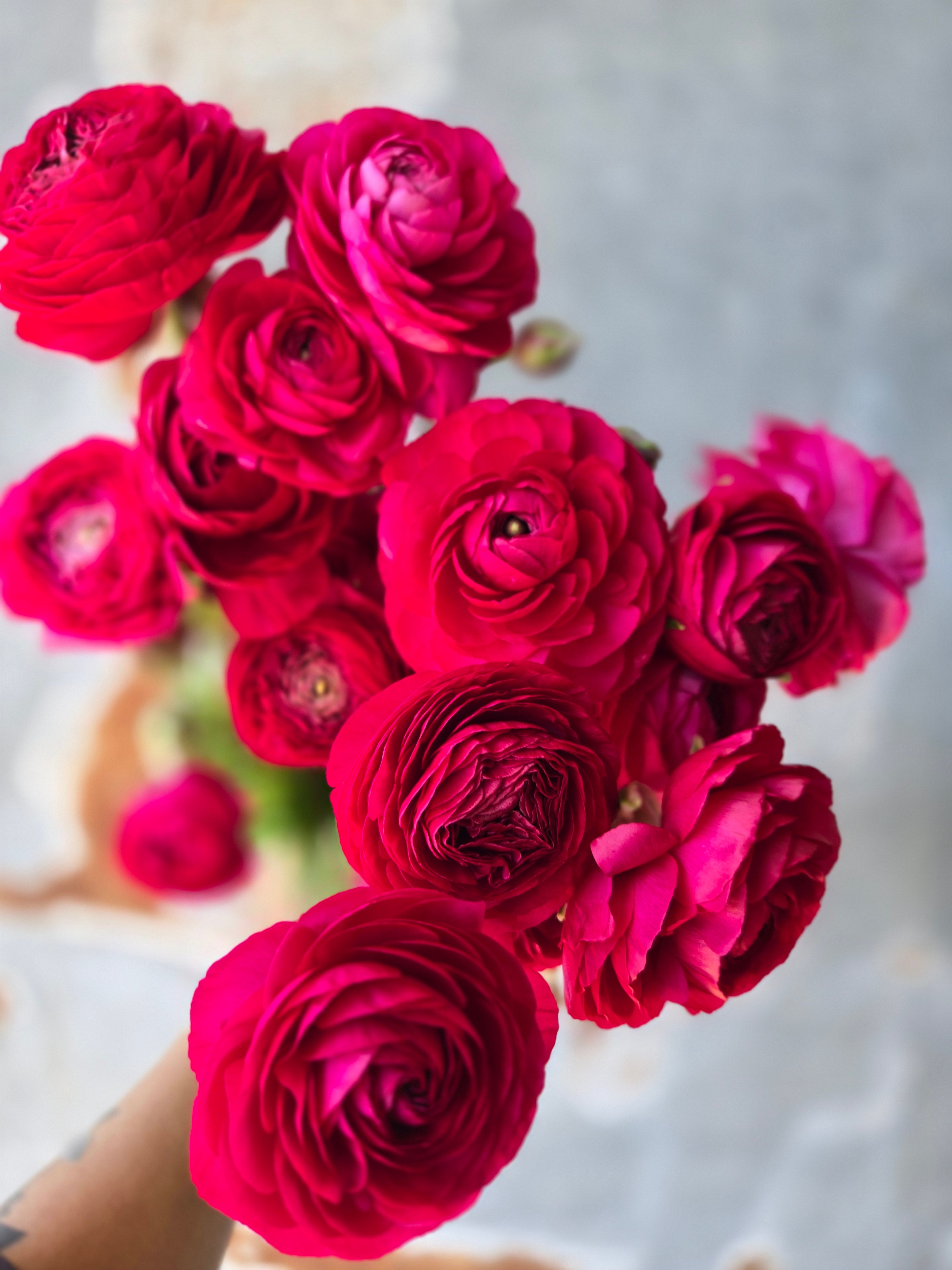 Ranunculus