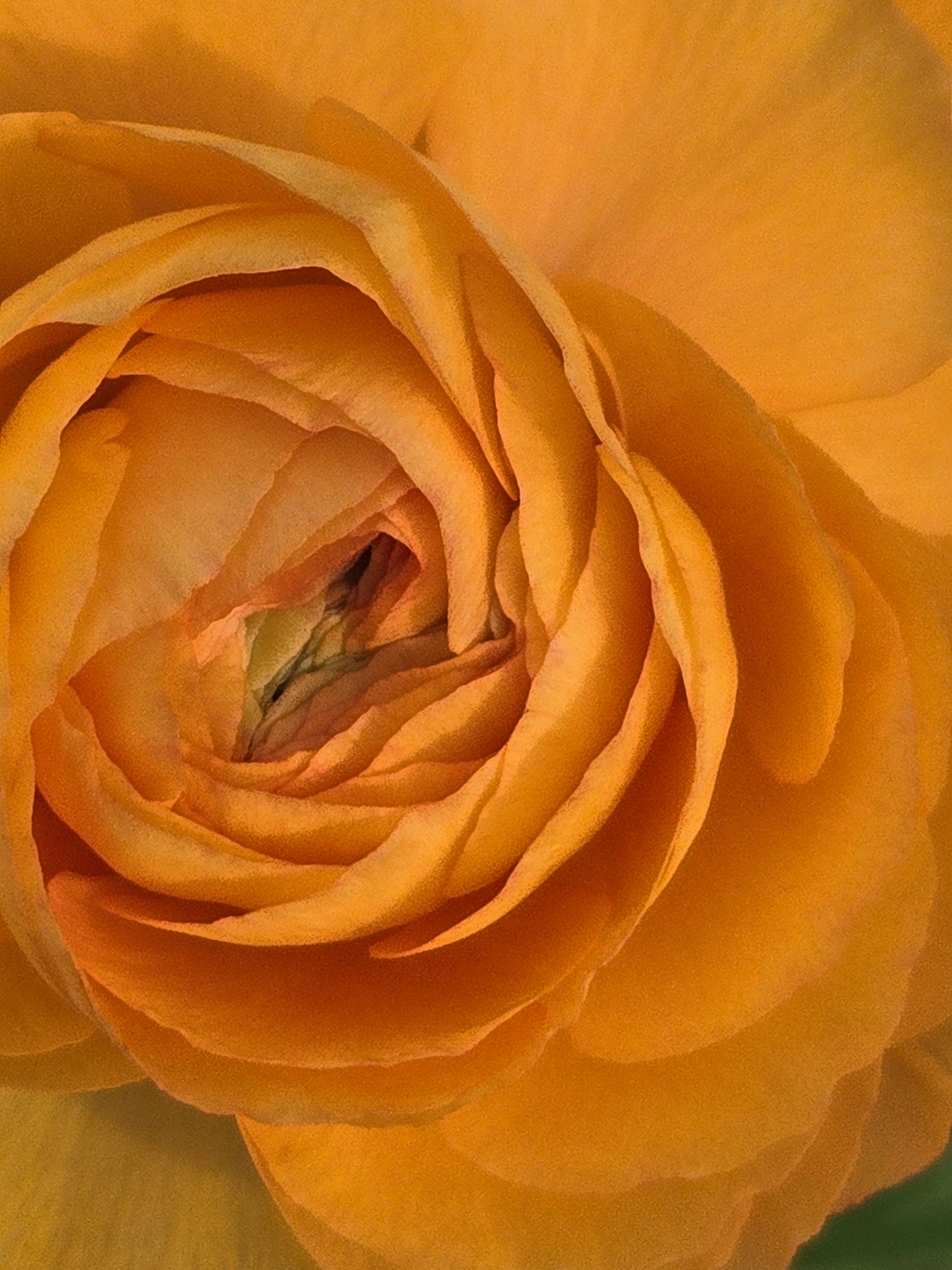 Ranunculus