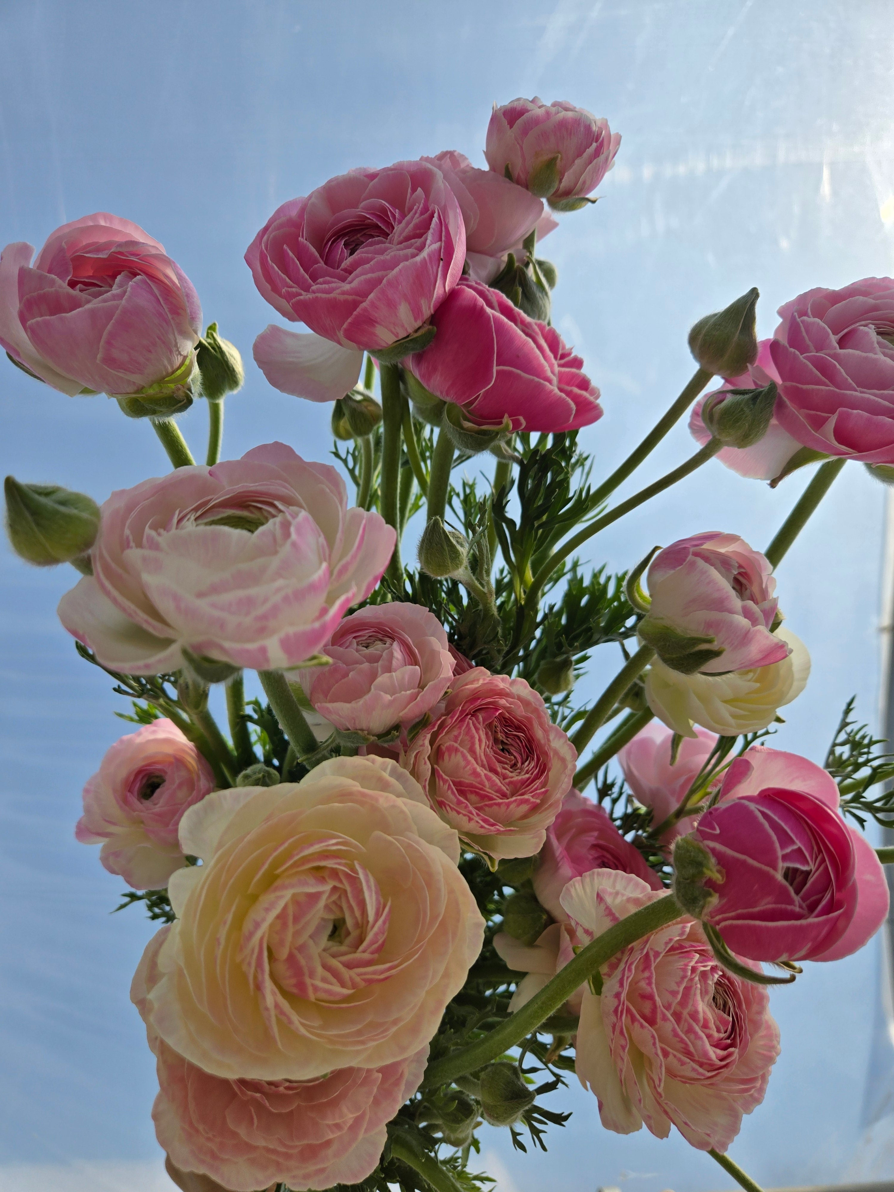 Ranunculus