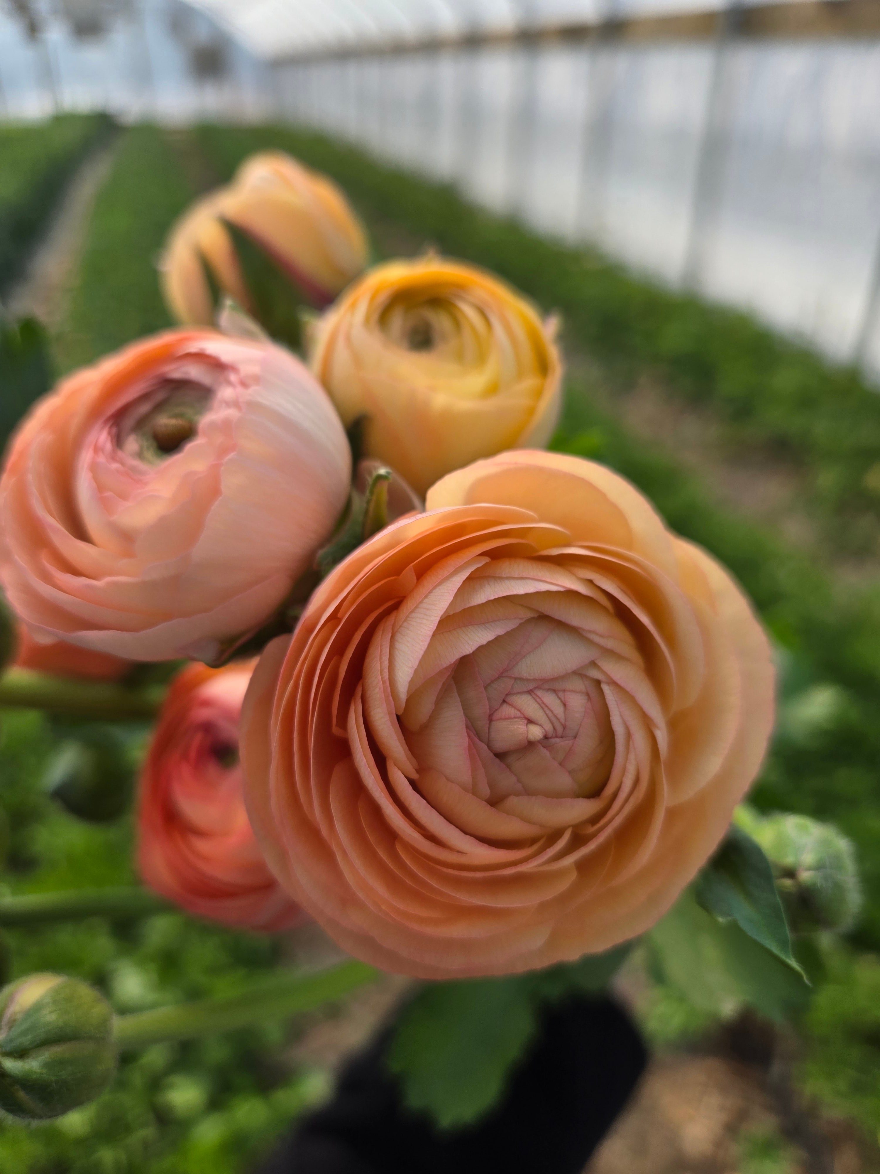 Ranunculus