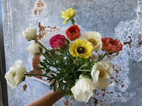 Ranunculus