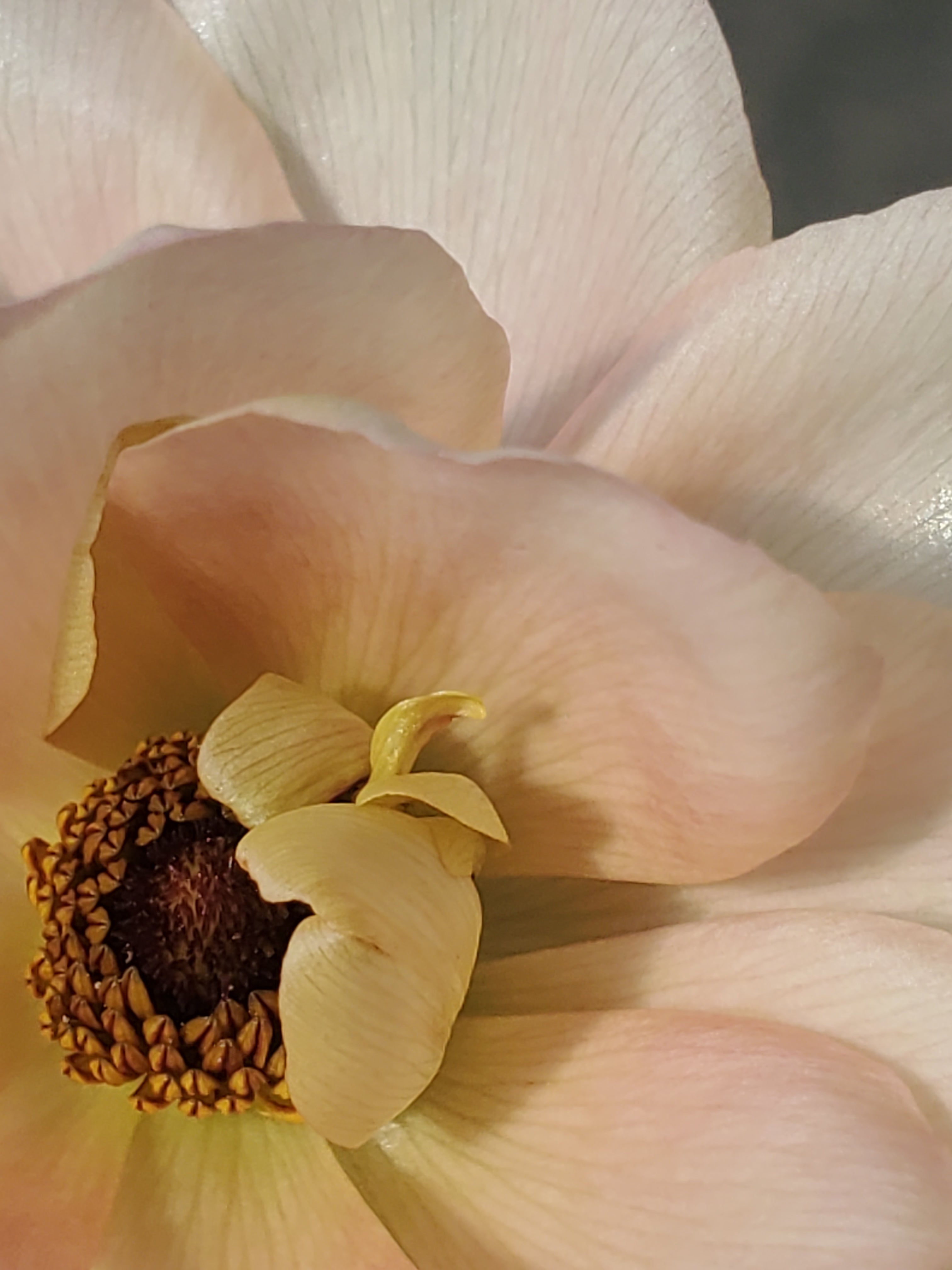 Ranunculus- Butterfly