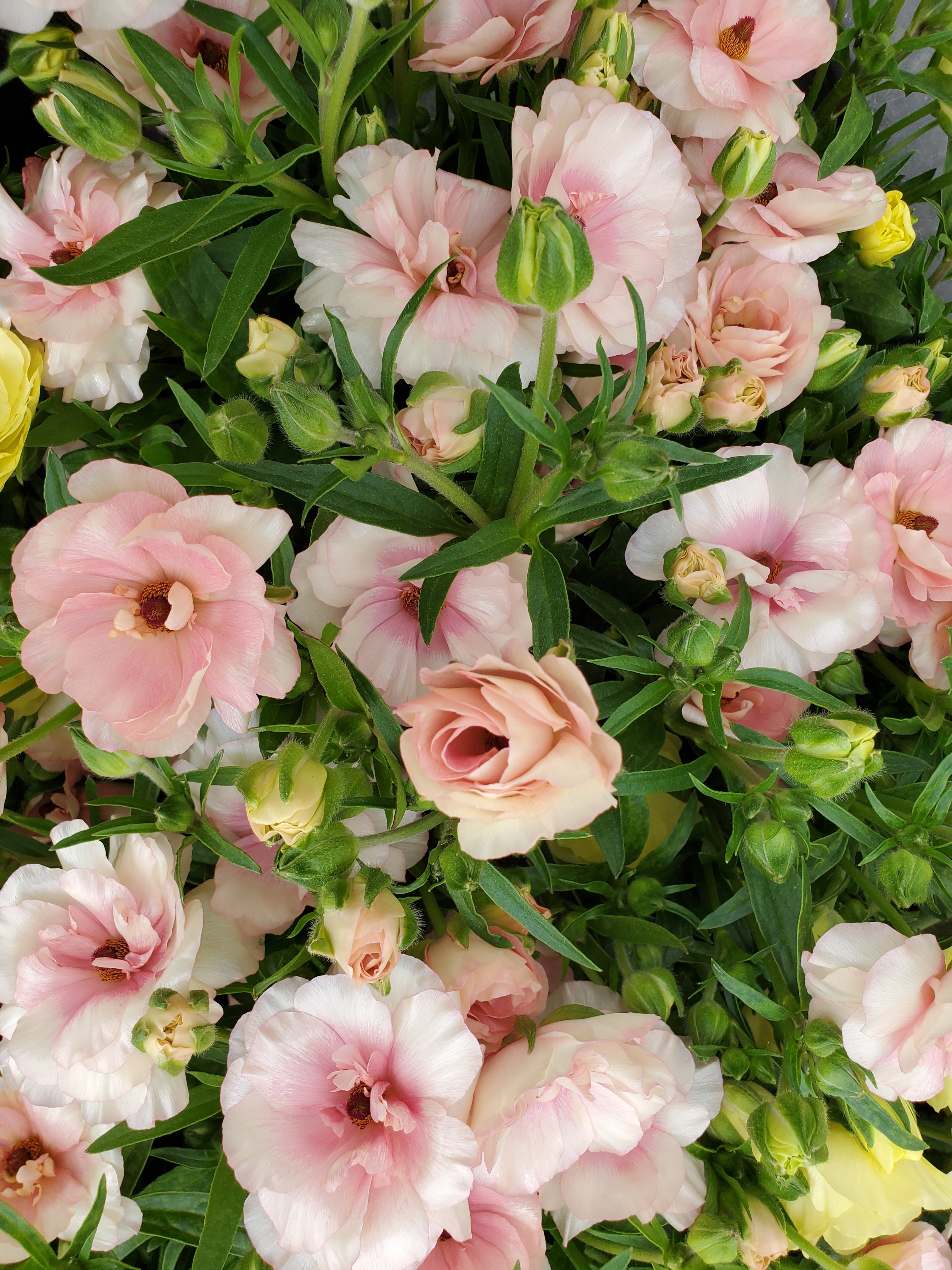 Ranunculus- Butterfly