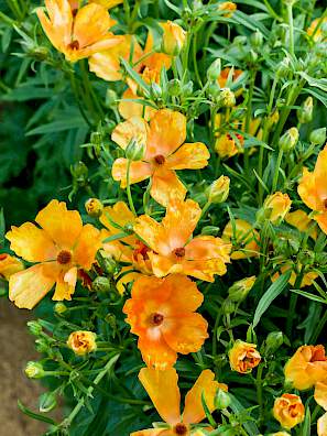 Ranunculus