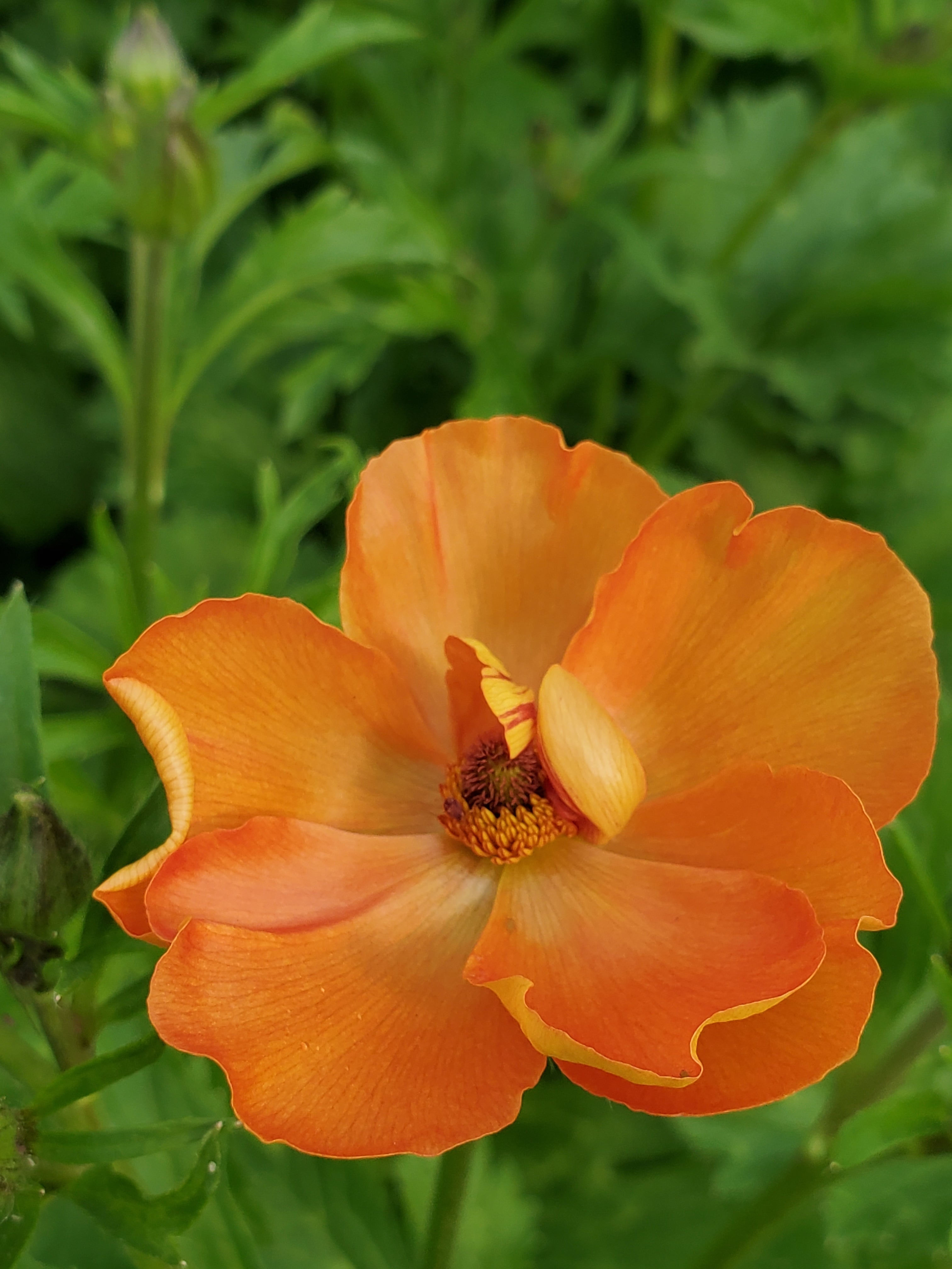Ranunculus