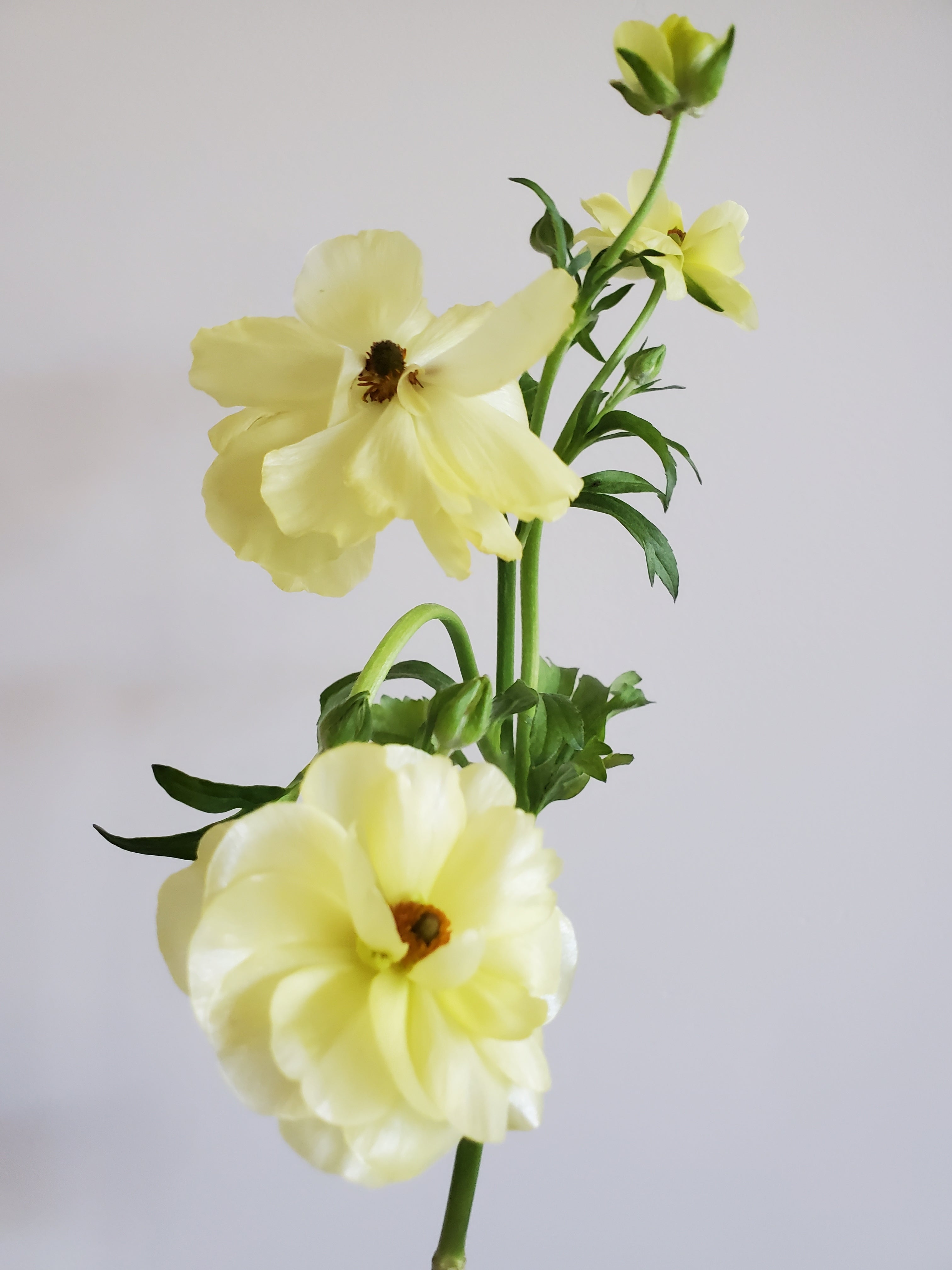 Ranunculus
