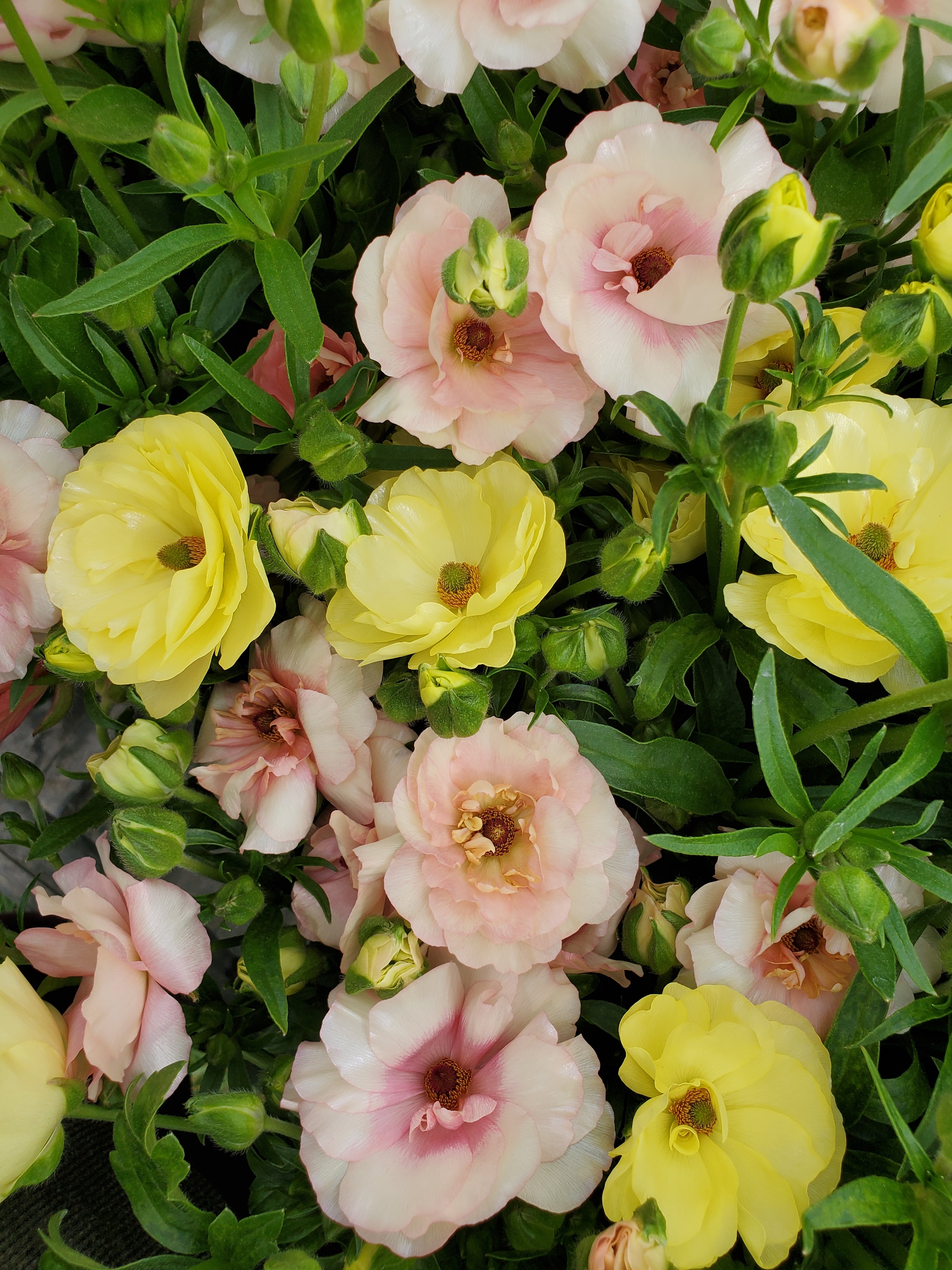 Ranunculus- Butterfly