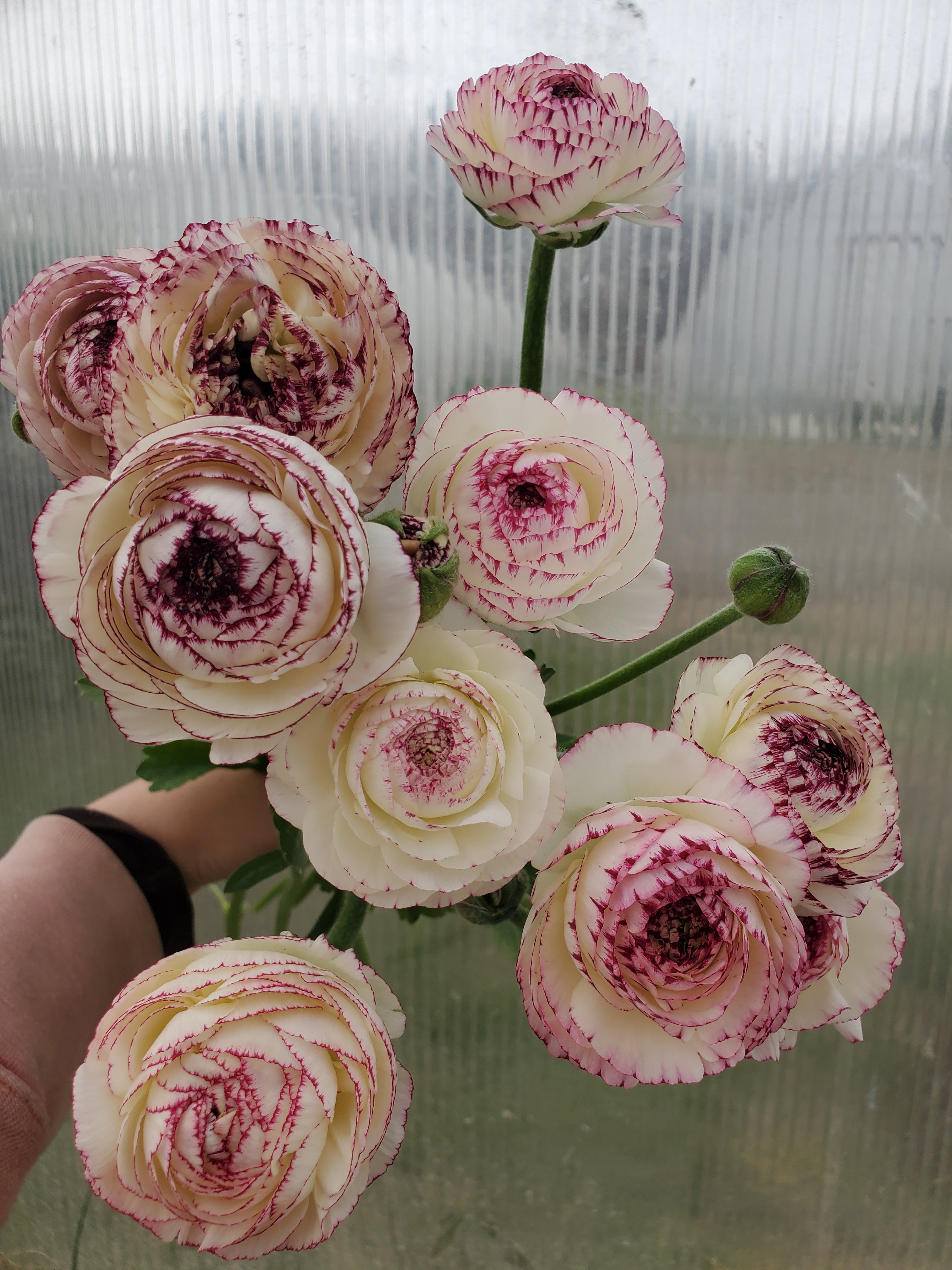 Ranunculus