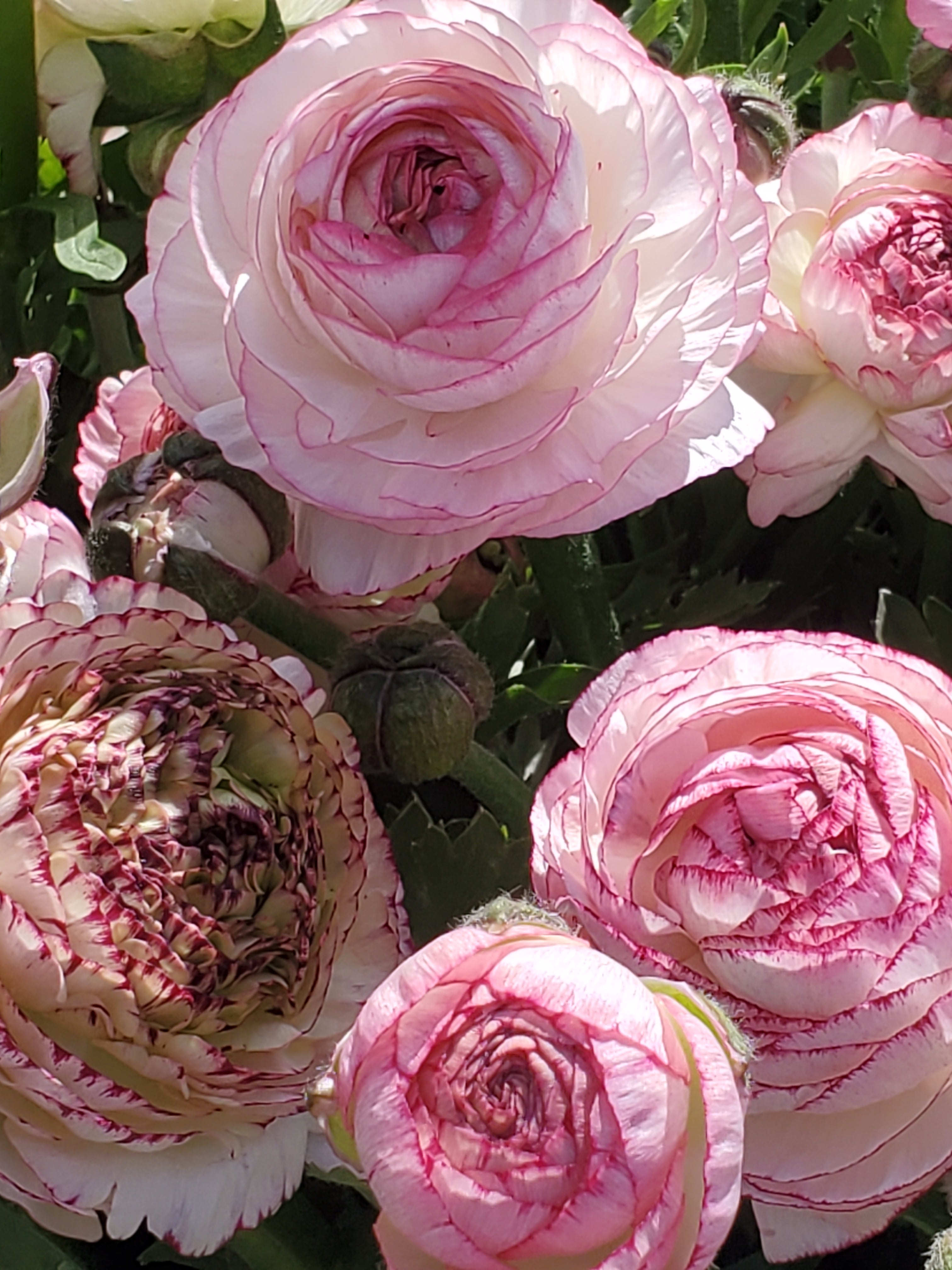 Ranunculus