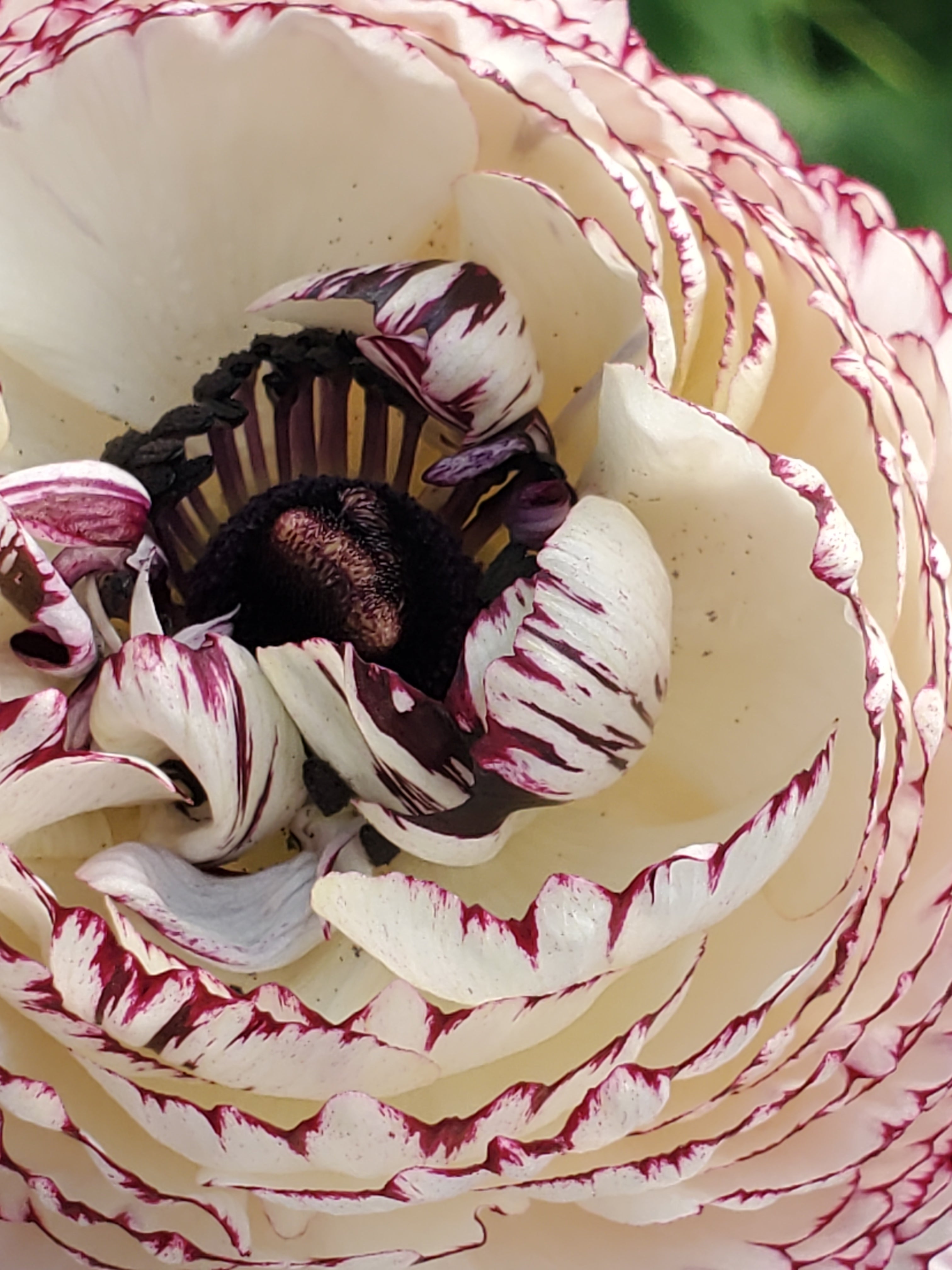 Ranunculus