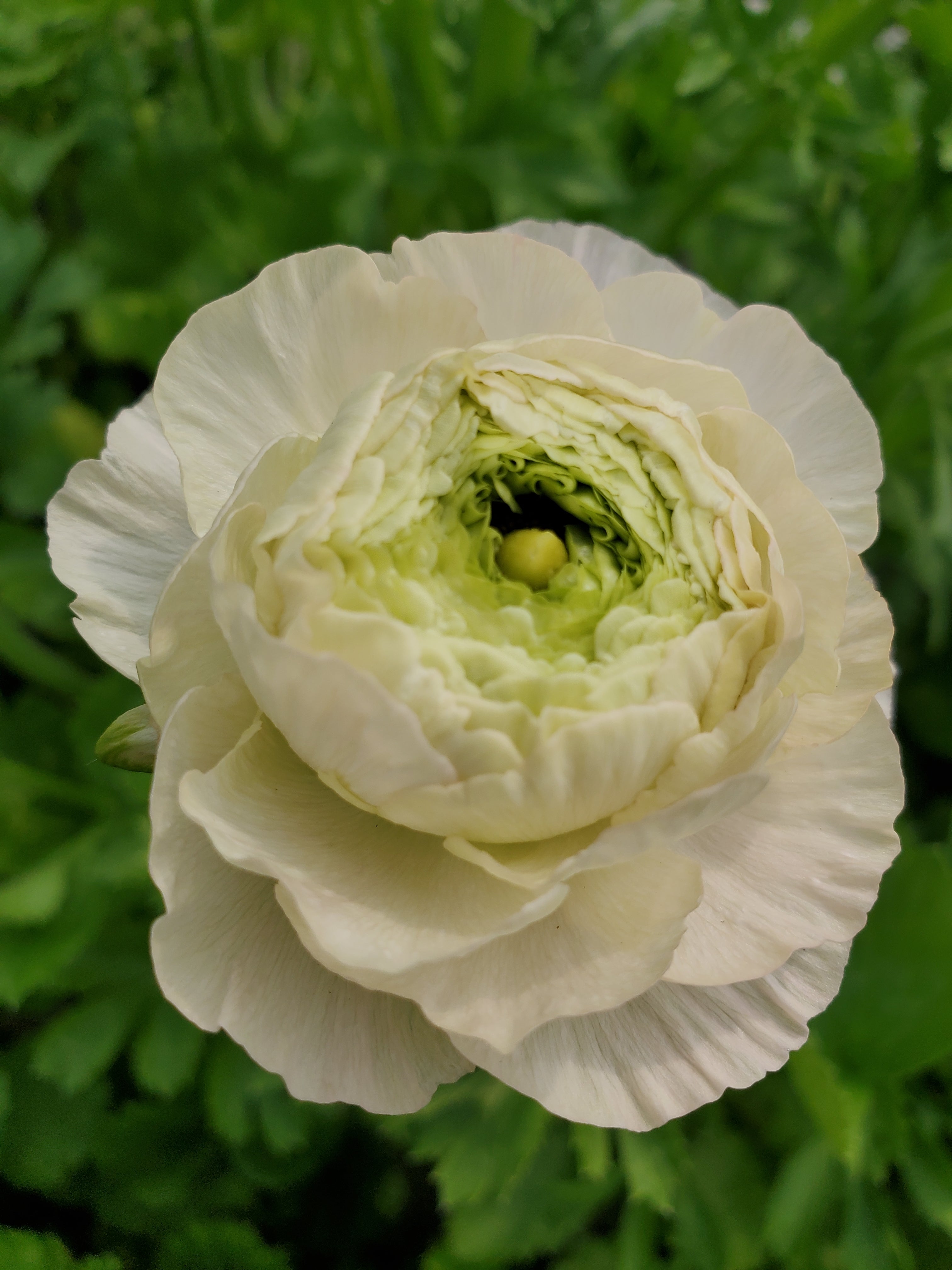 Ranunculus
