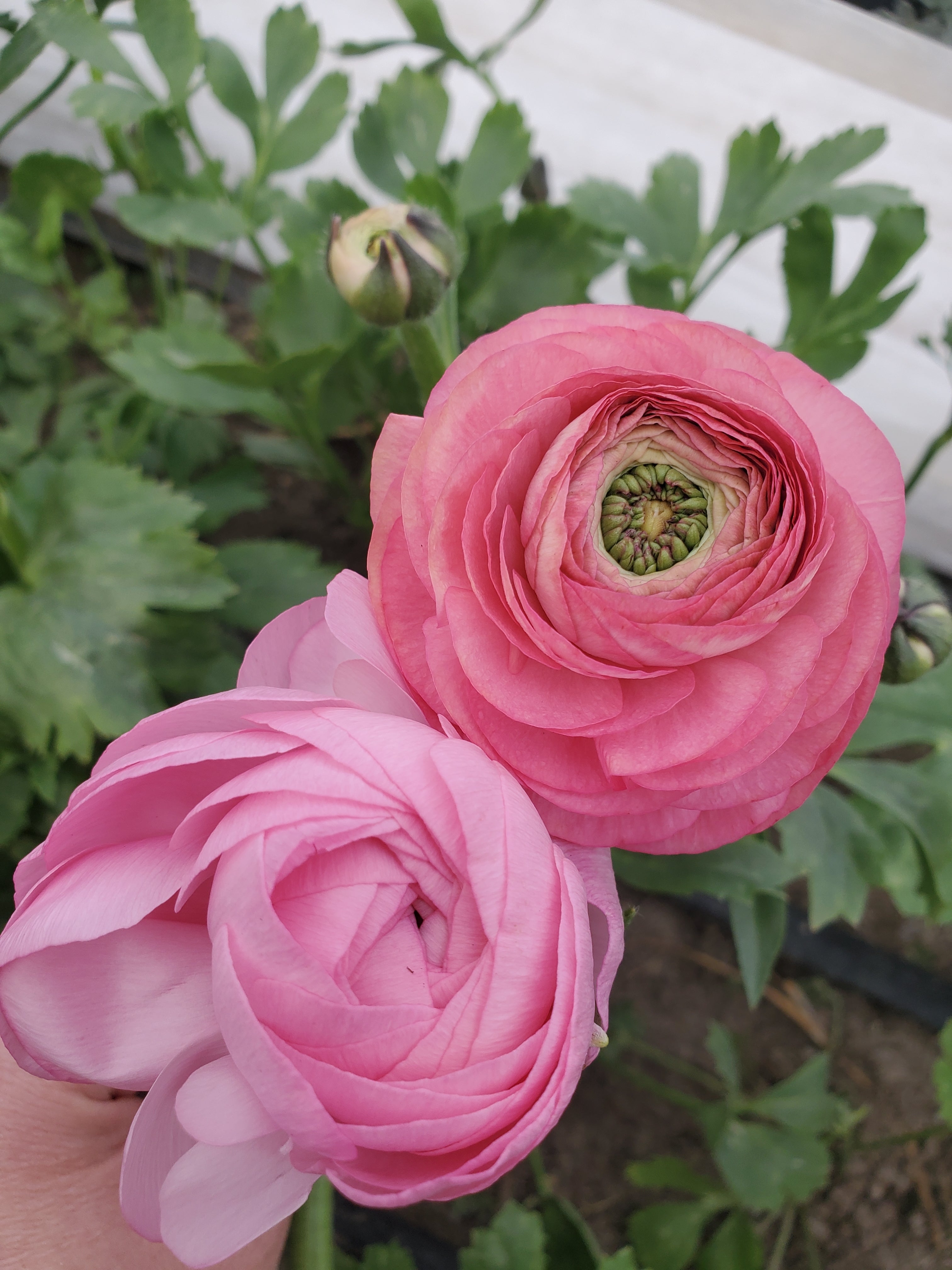 Ranunculus